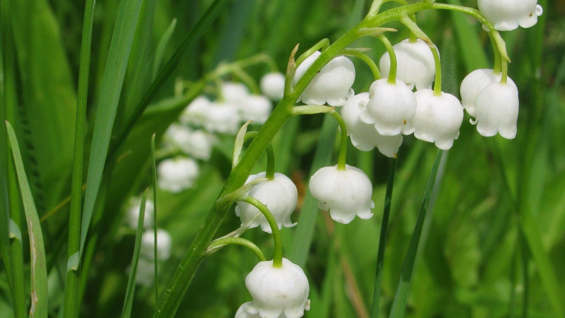 Lily of the Valley: An extremely tough plant and it will grow in almost any type of soil or climate, May bells. 1920x1080 Full HD Wallpaper.