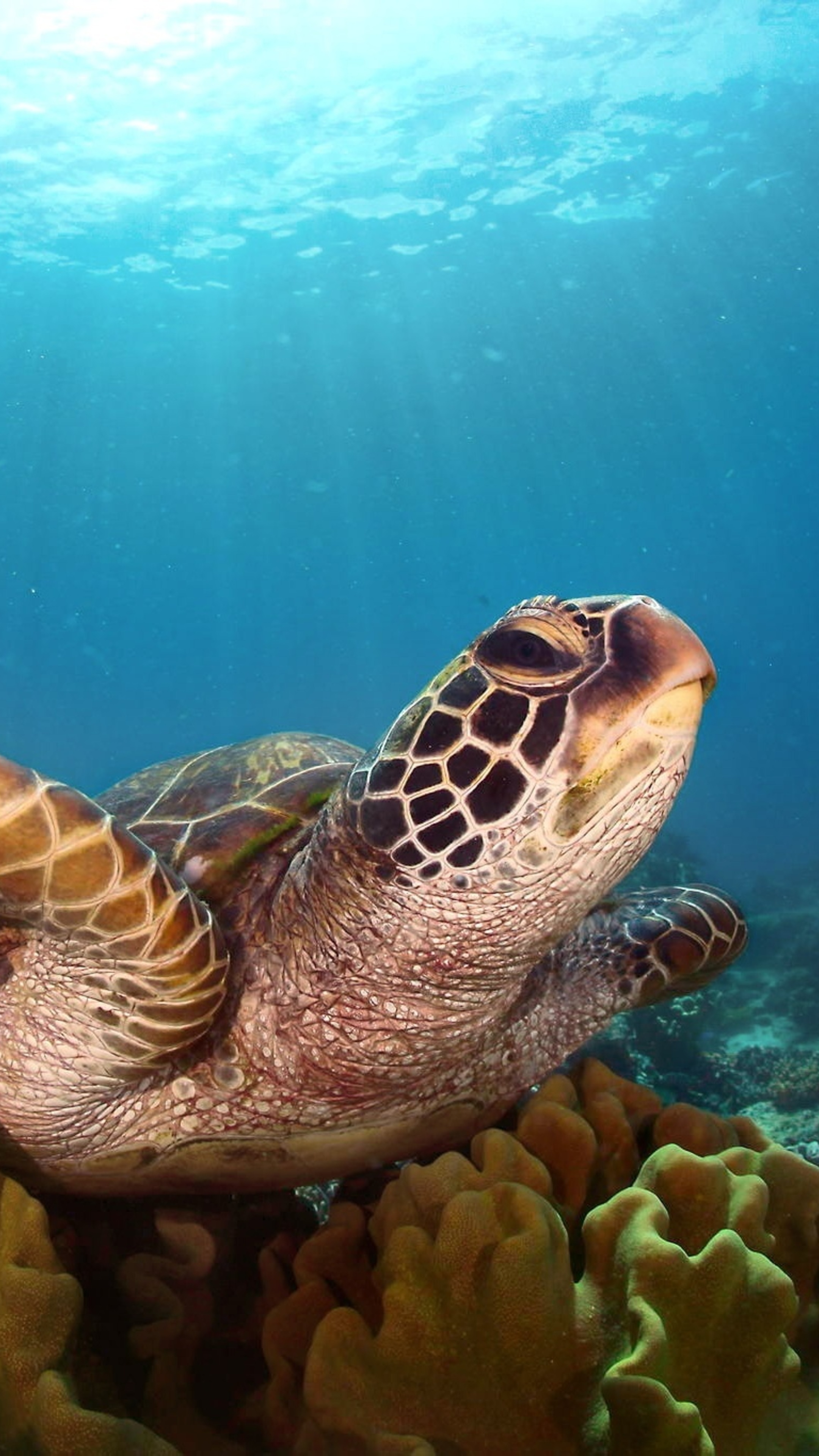 Turtle: Animals' shells are made mostly of bone, Reptile, Underwater. 2160x3840 4K Background.