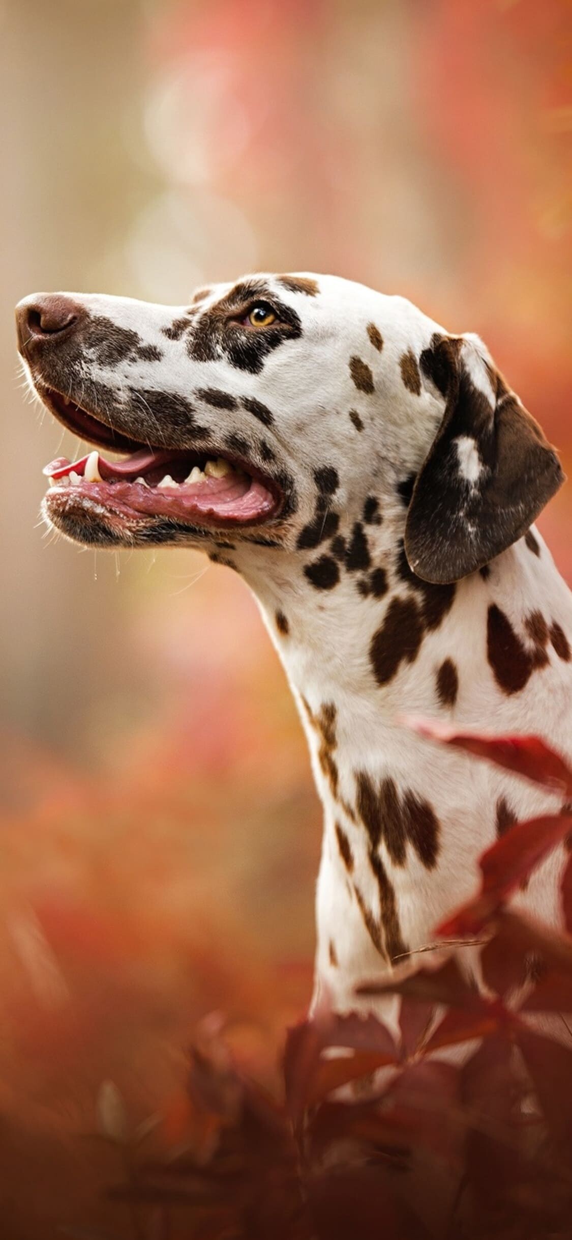 Dog: The Dalmatian, Has a white coat marked with black or brown-colored spots. 1130x2440 HD Wallpaper.