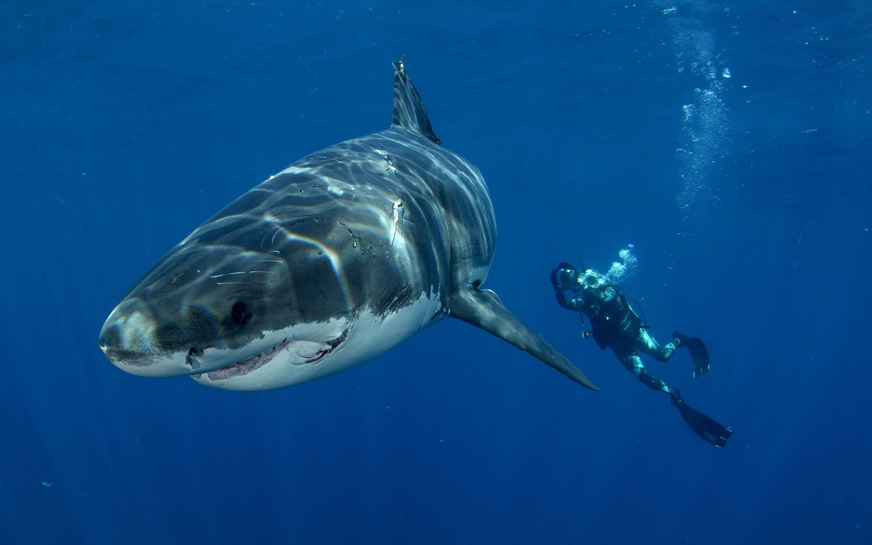 Great White Shark: Have a grayish-blue color on top and white underbelly. 2880x1800 HD Background.