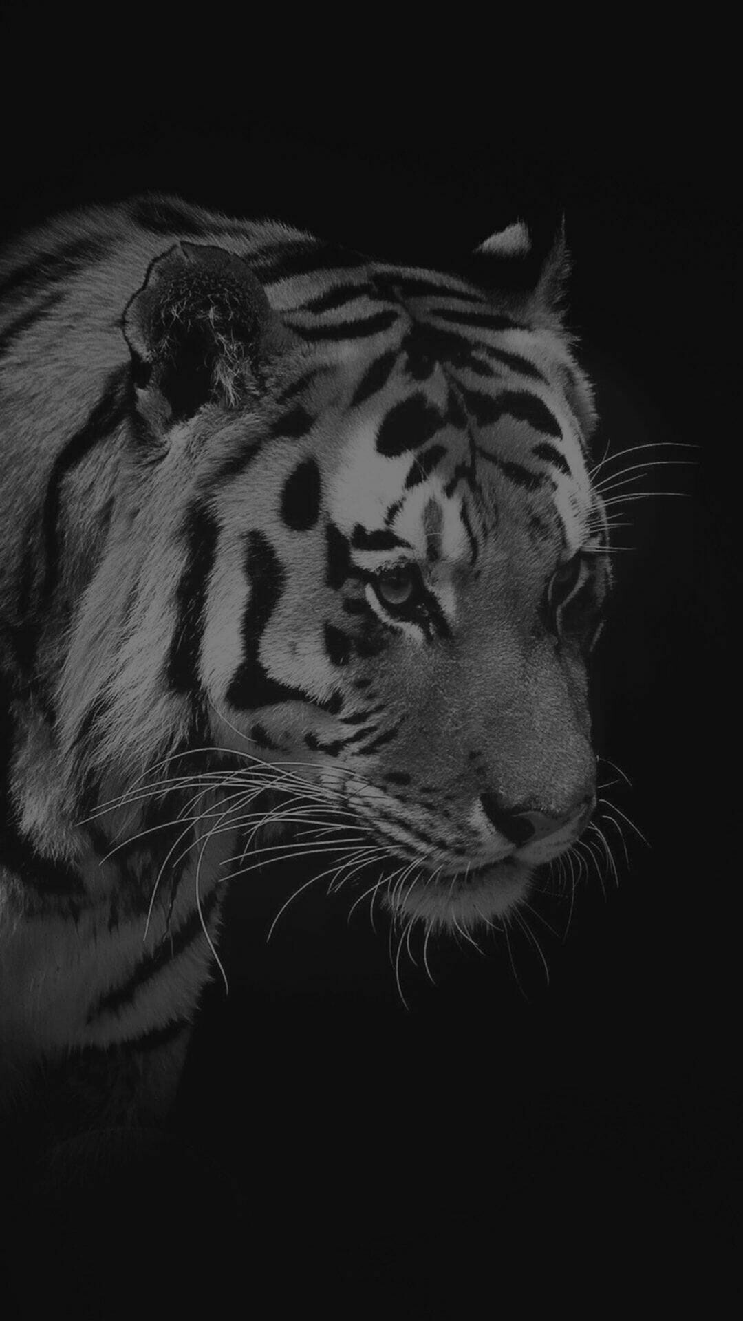 Tiger: Panthera tigris, A striped animal. 1080x1920 Full HD Background.