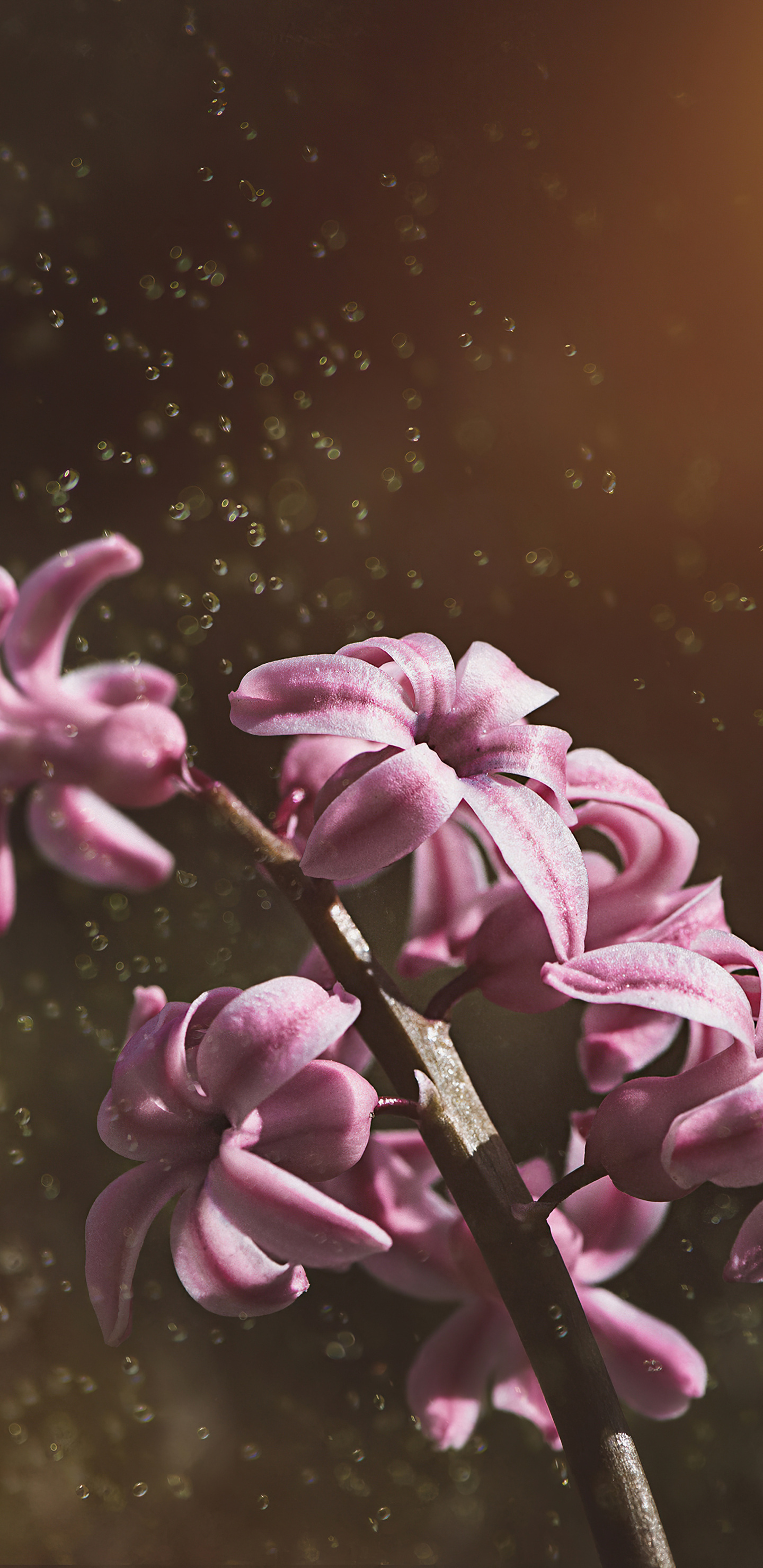 Pink hyacinth flowers, Samsung galaxy note, HD wallpapers, Stunning images, 1440x2960 HD Handy