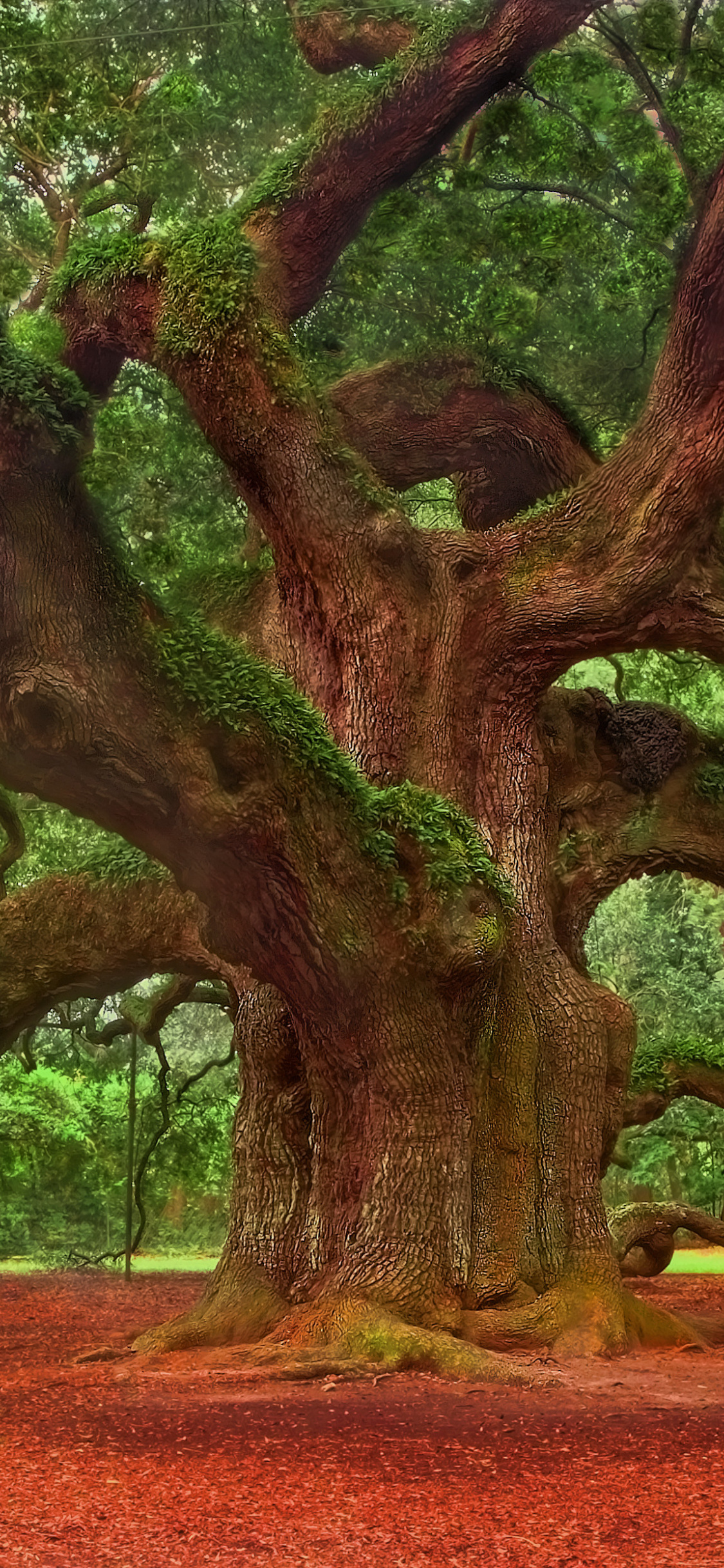 Angel oak tree wallpapers, Desktop beauty, High-resolution imagery, Nature's allure, 1130x2440 HD Phone