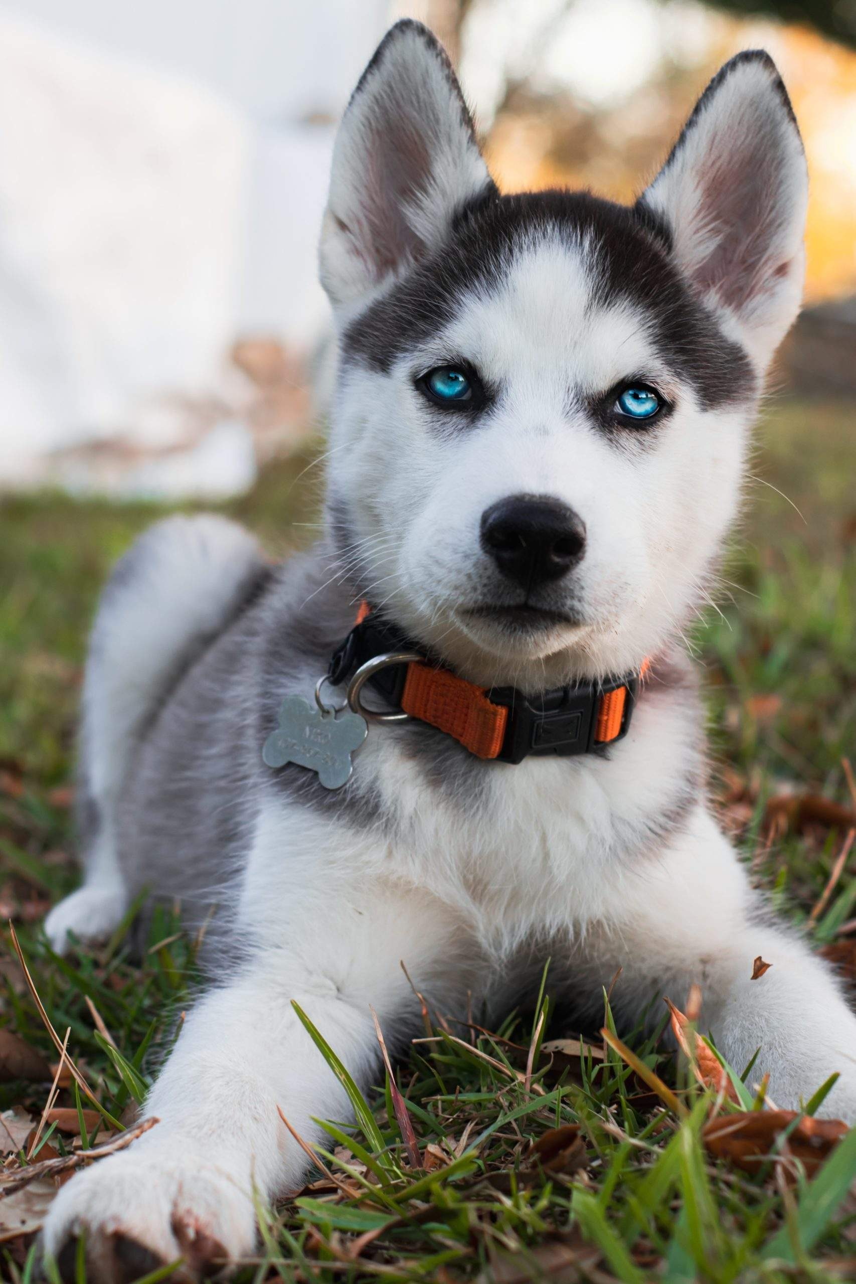 Top-rated siberian husky puppies, Mini siberian huskies, Perfect family pet, Loving companions, 1710x2560 HD Phone