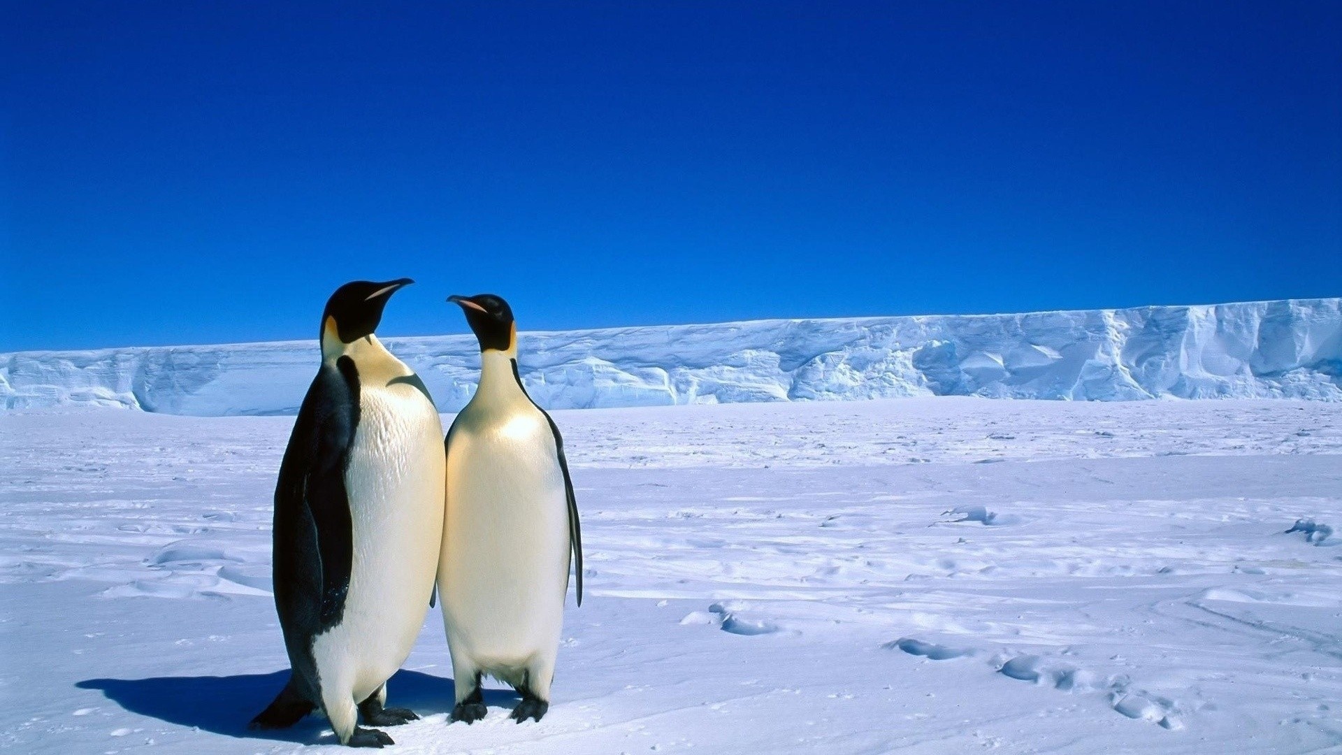 Penguin wallpaper, Antarctica wildlife, 1920x1080 Full HD Desktop