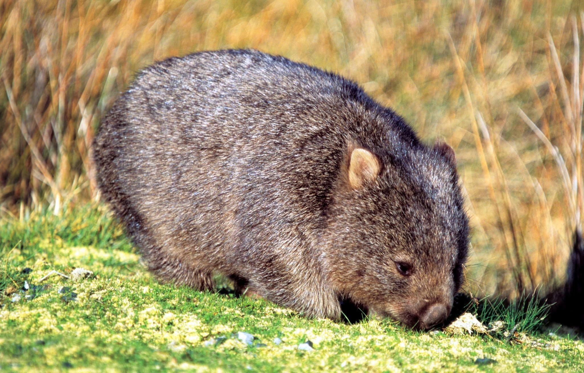 Animal cruelty, Man kills wombat, News article, 2050x1310 HD Desktop