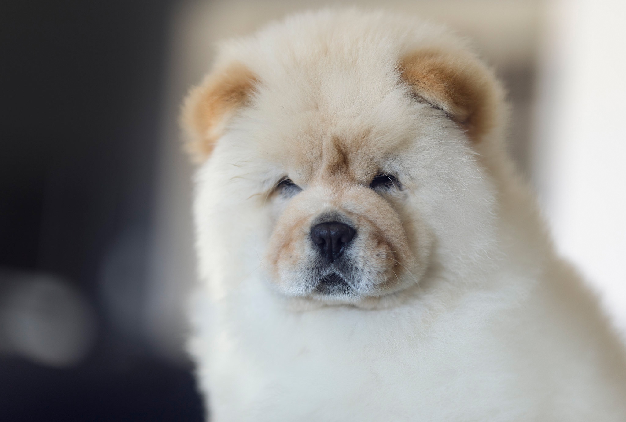 Chow Chow wallpapers, Visual delight, Captivating images, Lovely dogs, 2050x1390 HD Desktop