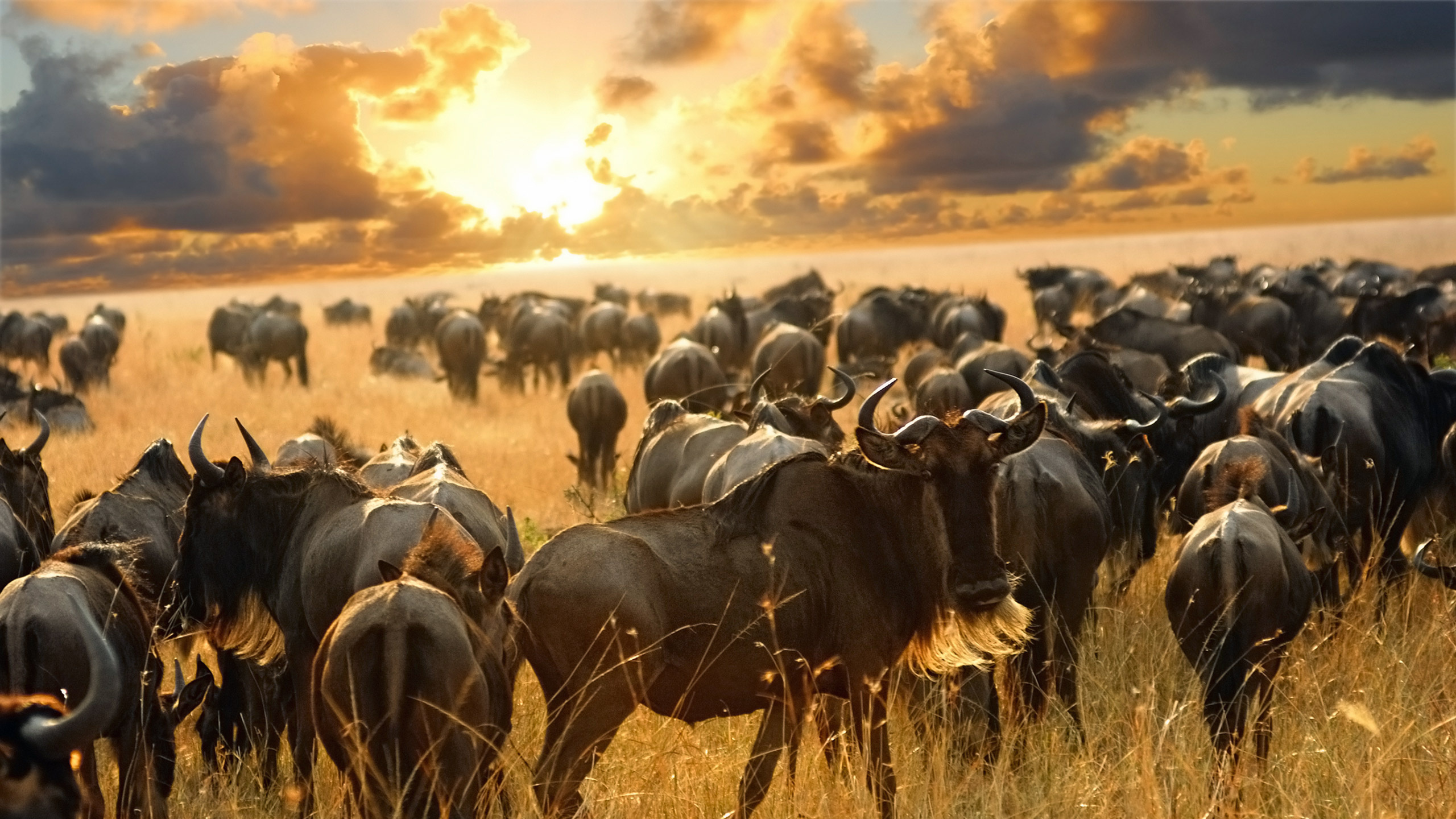 Migrationssafari in der Serengeti, 2560x1440 HD Desktop