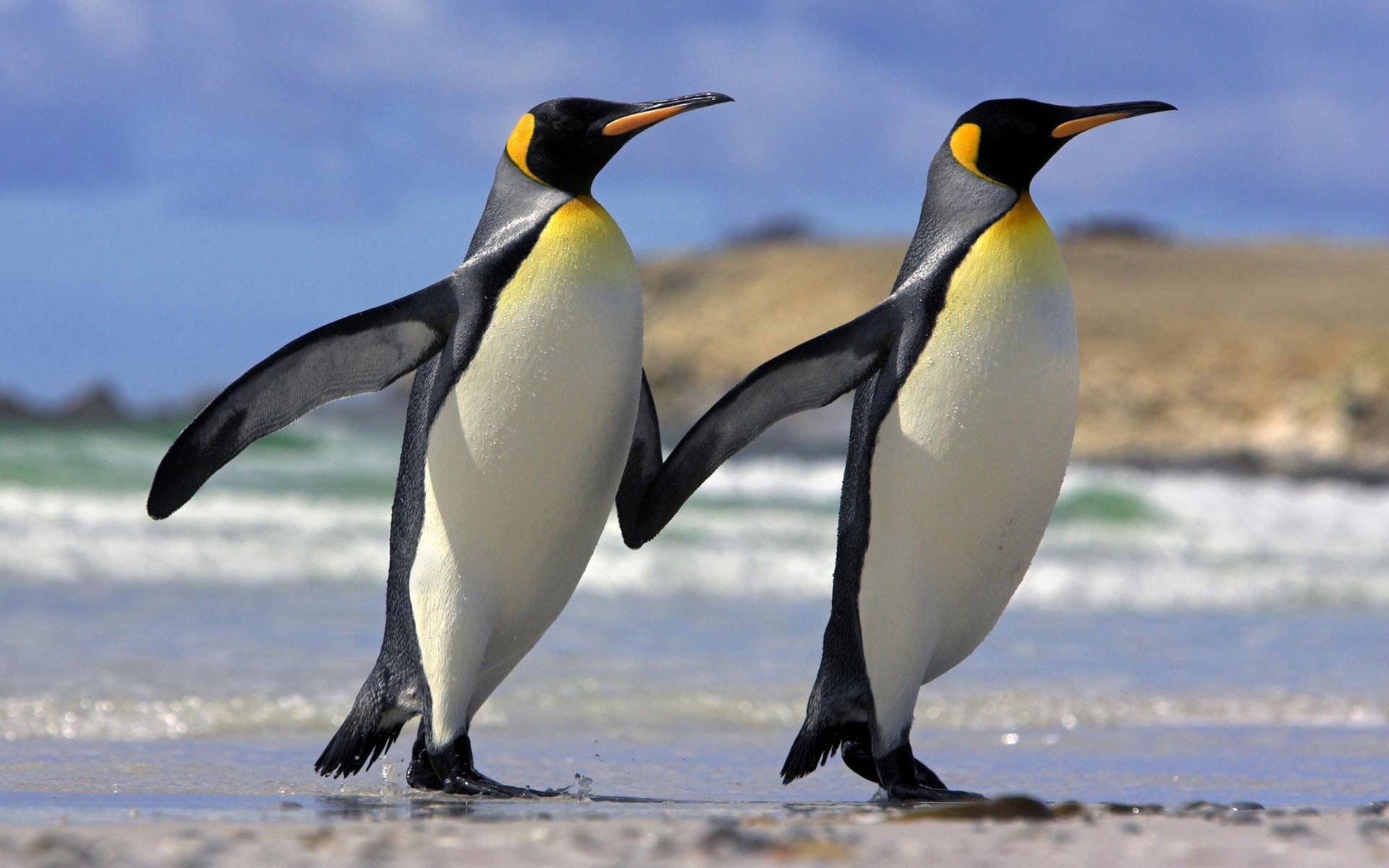 Penguin wonders, Stunning HD image, Arctic beauty, Desktop delight, 1920x1200 HD Desktop