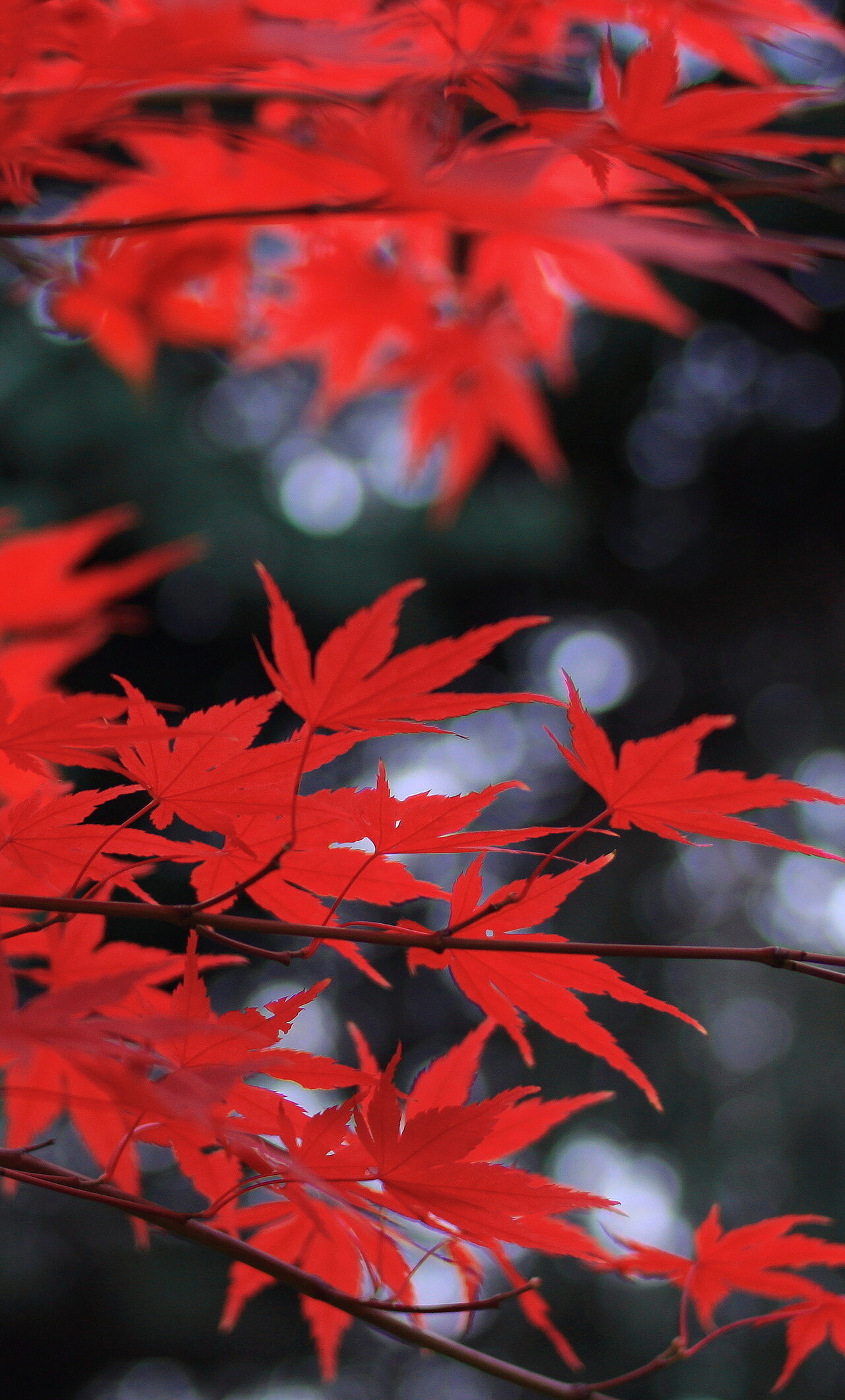 Leaves: Red maple foliage, Chlorophyll breakdown. 1280x2120 HD Wallpaper.