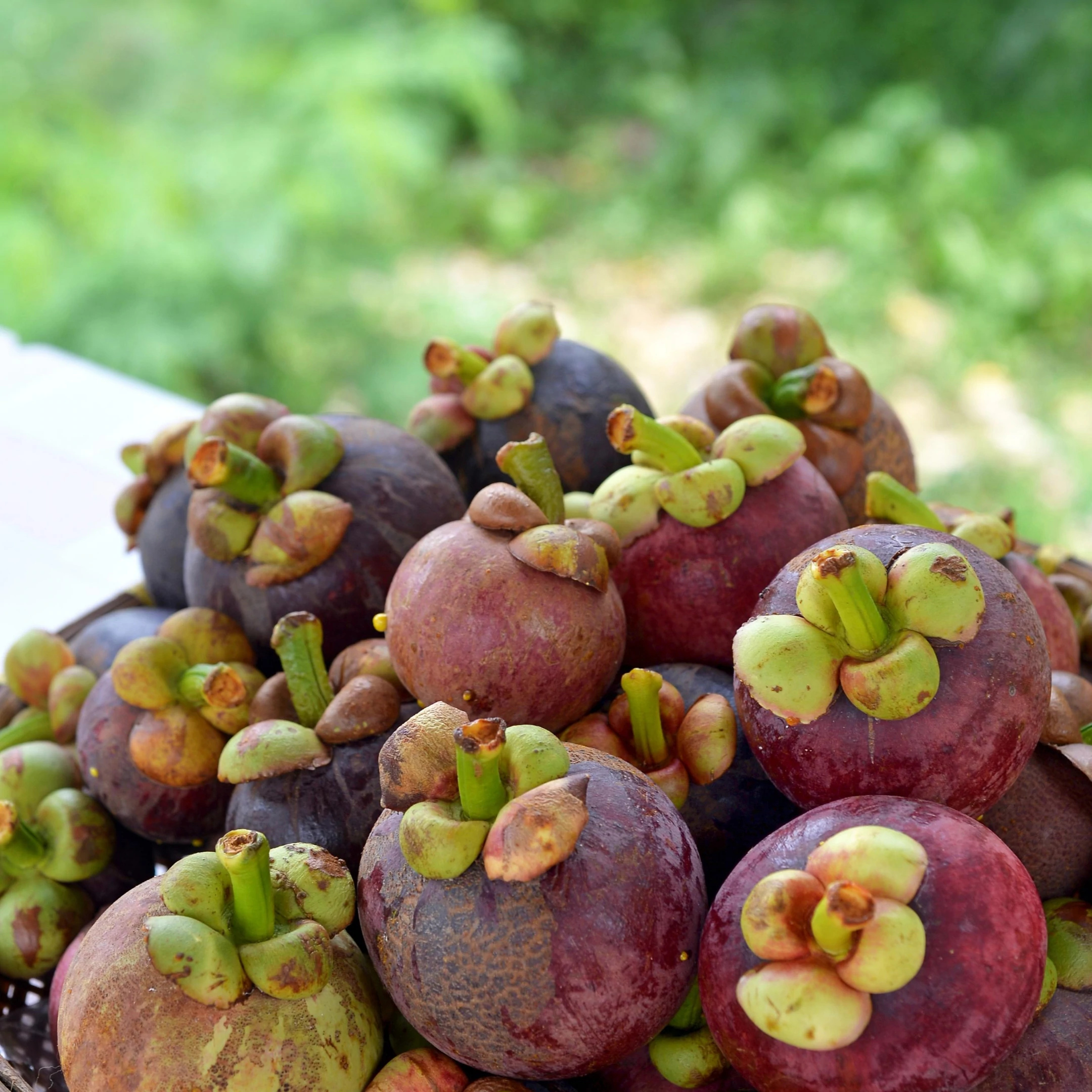 Mangosteen: A tropical evergreen tree with edible fruit, Exotic food. 2160x2160 HD Wallpaper.