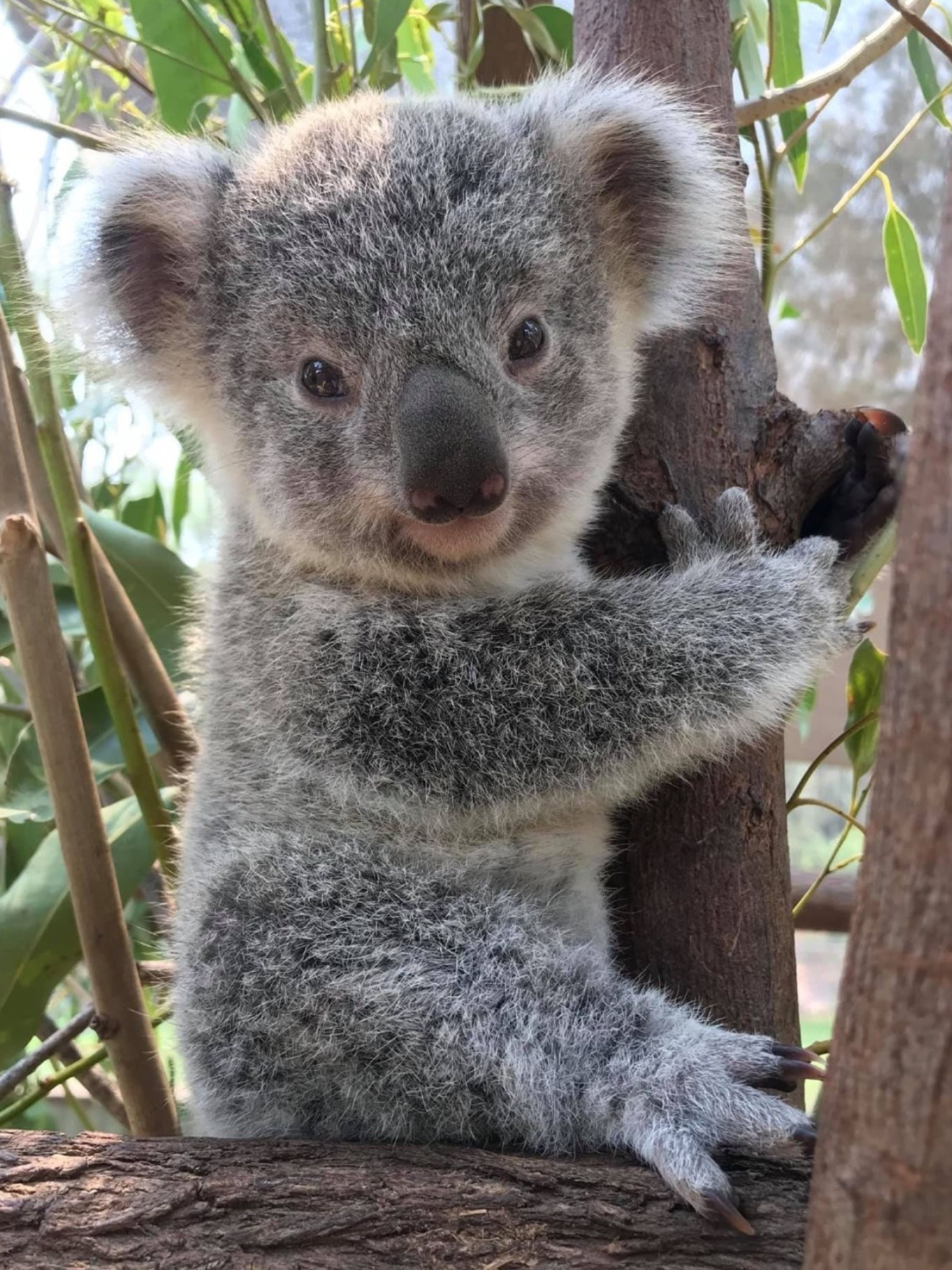 Joyful koala moments, Cute animal pictures, Adorable wildlife, Heartwarming images, 1540x2050 HD Handy