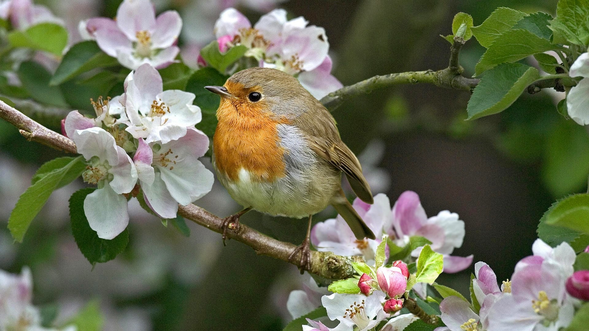 Robins bird in HD, High-quality images, Feathered beauty, Avian wonders, 1920x1080 Full HD Desktop
