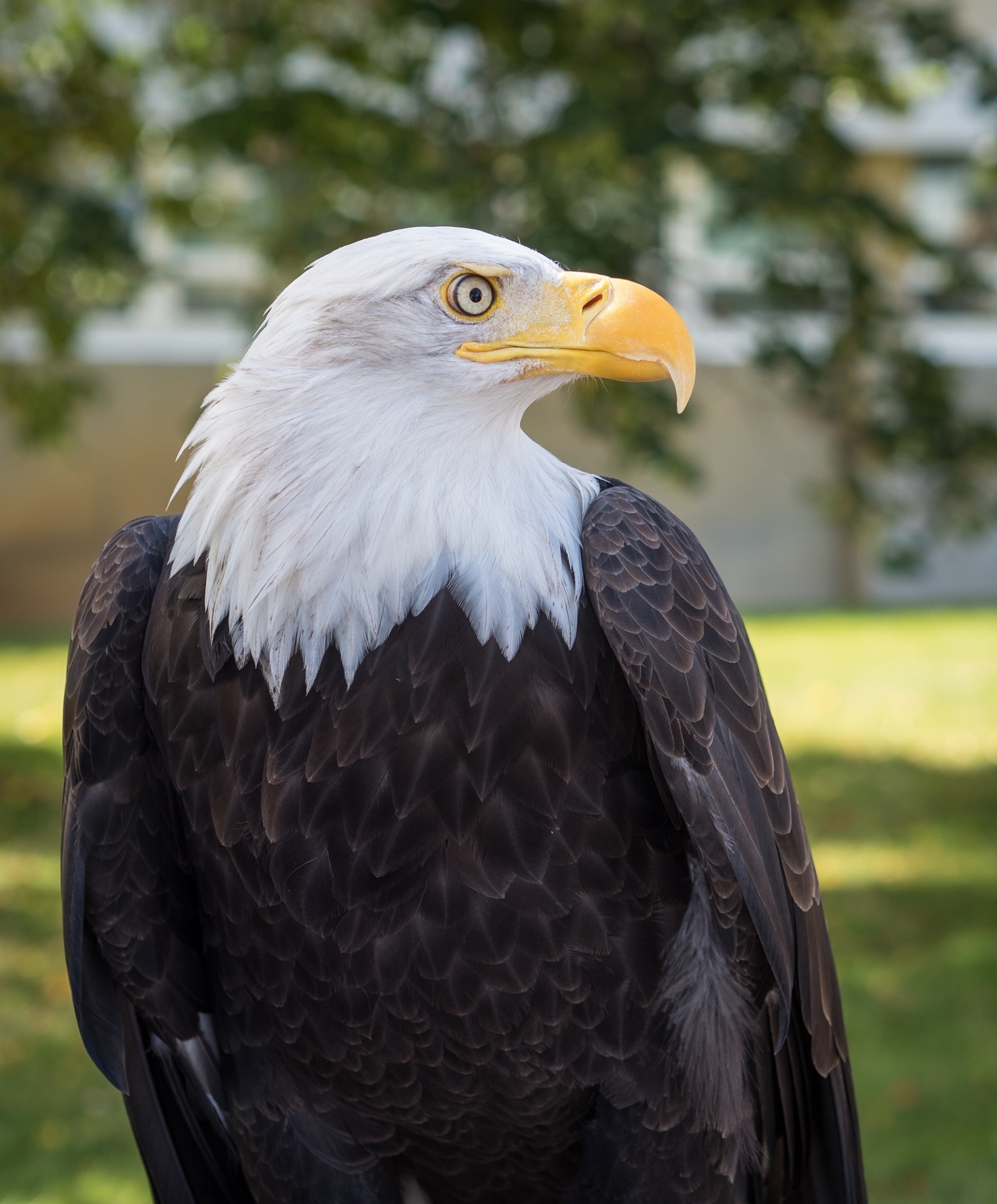 Bald Eagle, Free photo download, Majestic bird, Jooinn website, 1600x1920 HD Phone