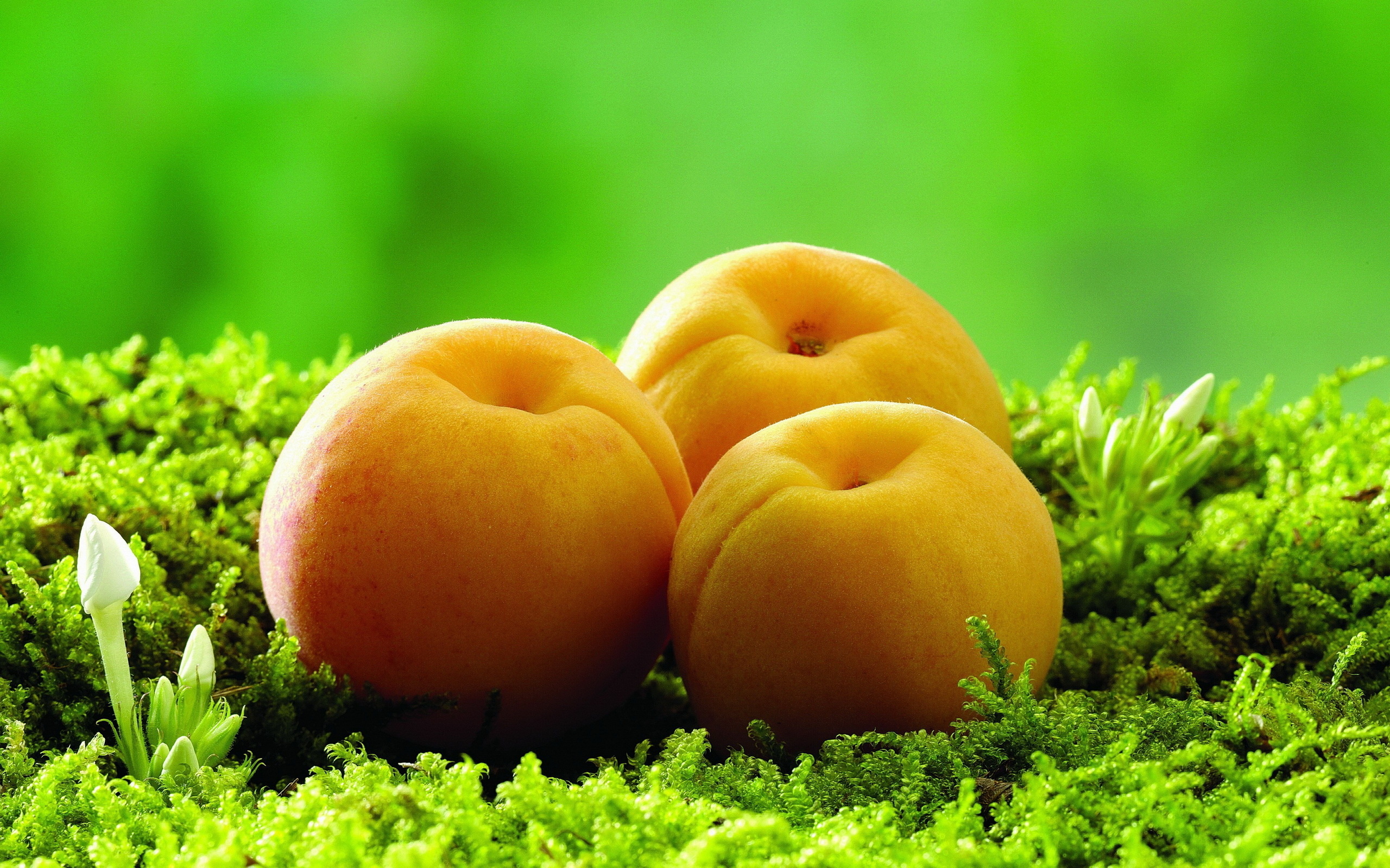 Apricot wallpaper, High-resolution image, Fruity goodness, Delicious and nutritious, 2560x1600 HD Desktop