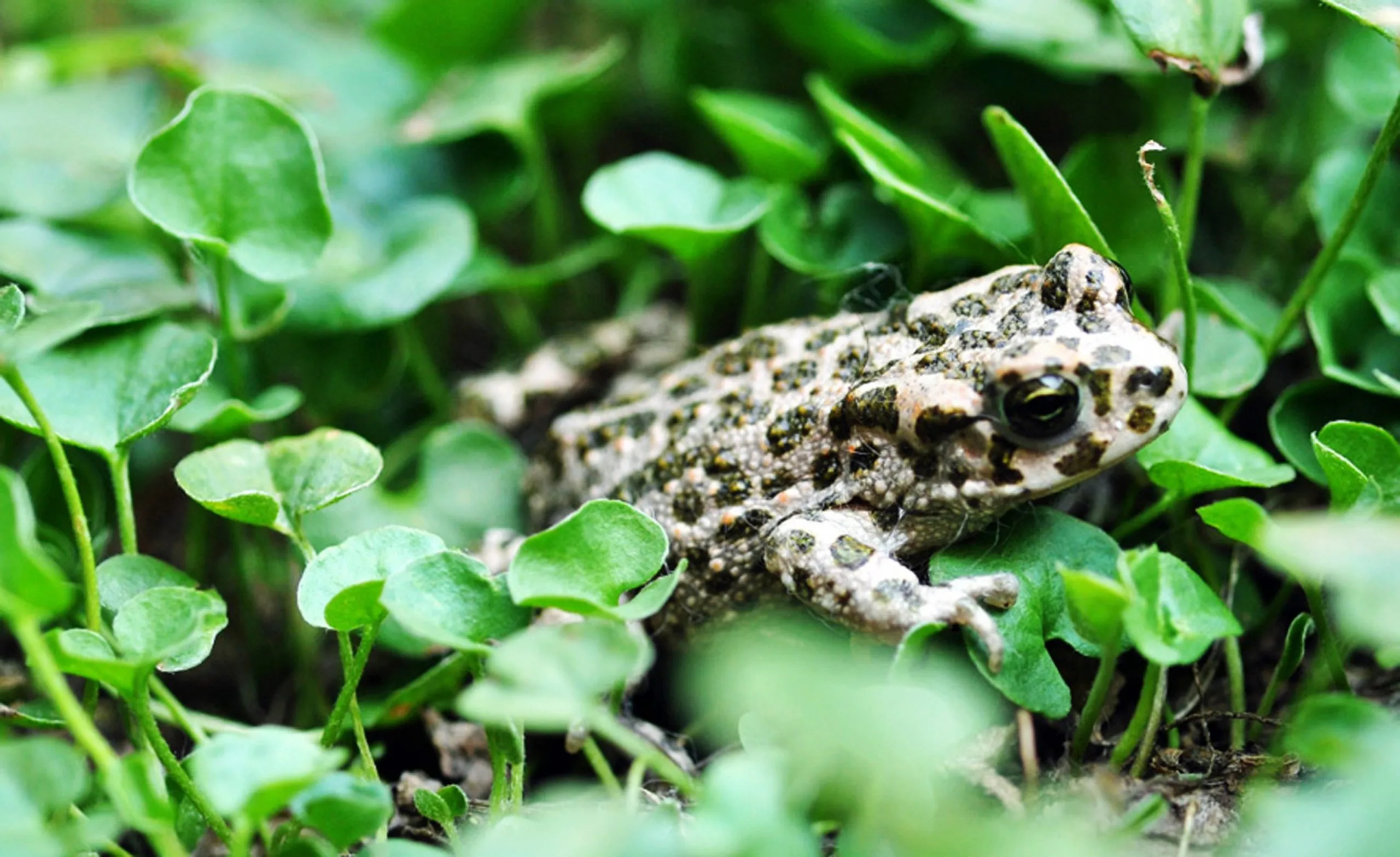 Master of camouflage, Green toad, Amphibian of the year, European wilderness, 2560x1570 HD Desktop