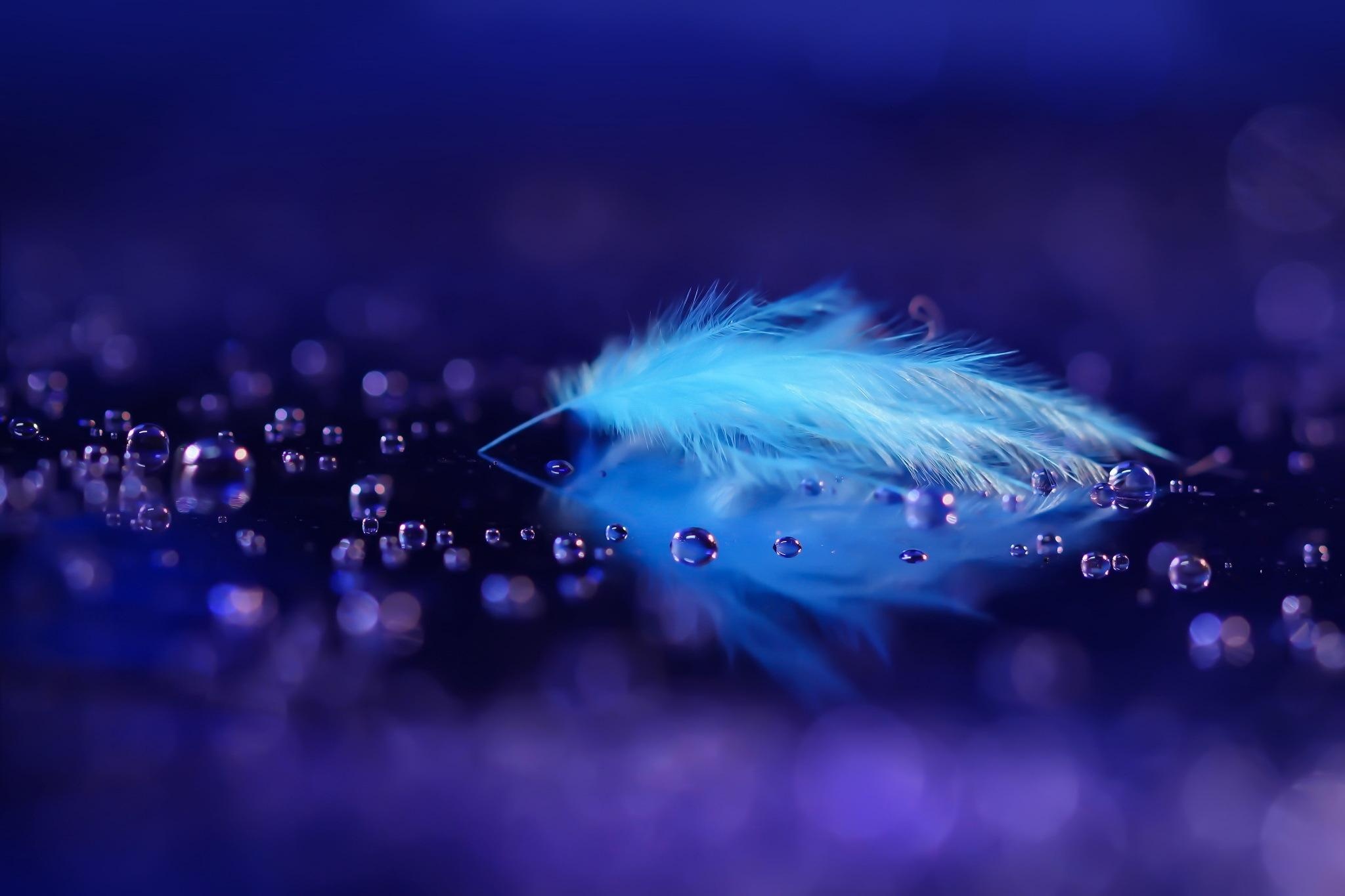 Feather: Light waterproof epidermal structures forming the plumage of birds. 2050x1370 HD Background.