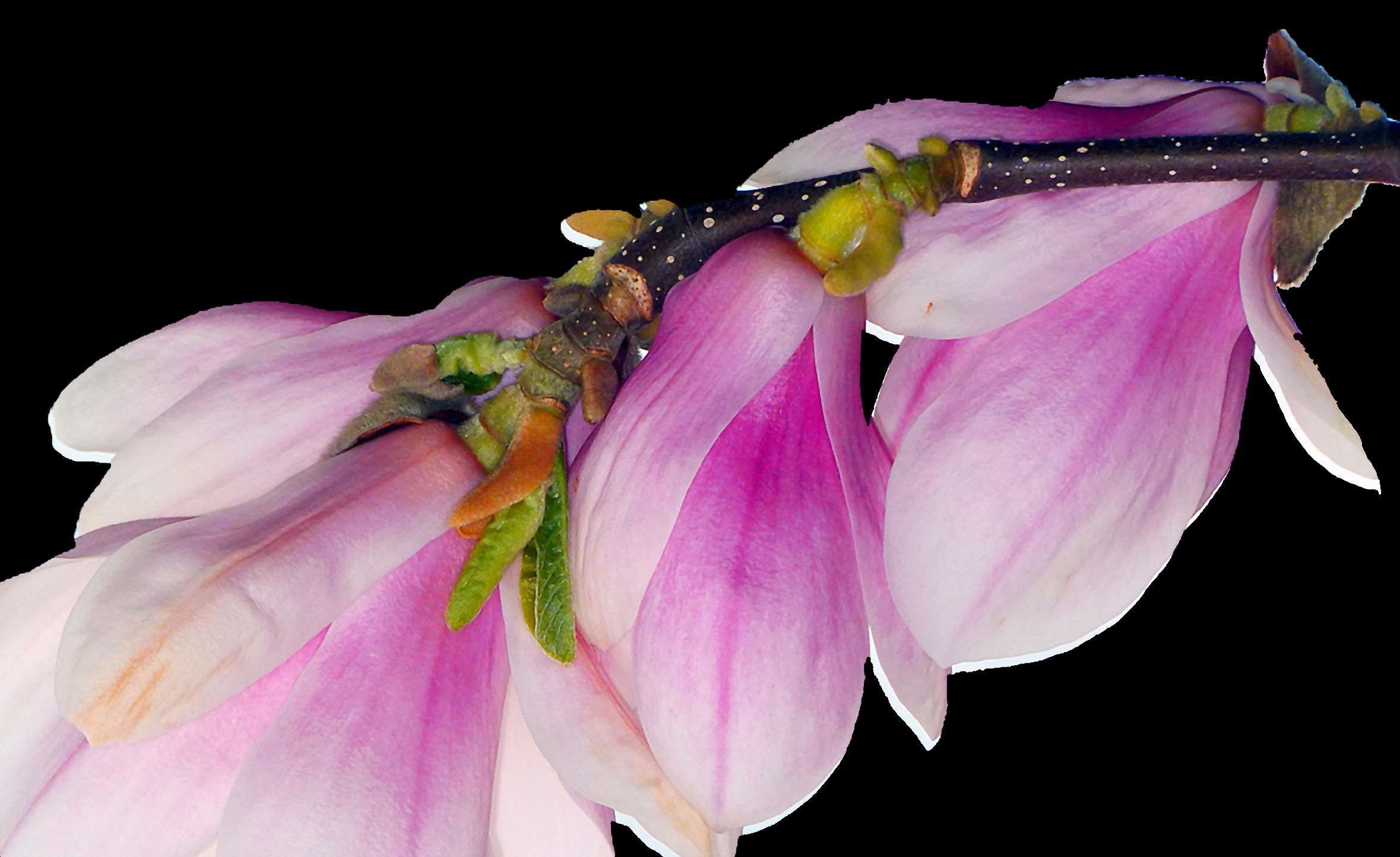Magnolia bloom, Nature's spectacle, Vibrant colors, Springtime beauty, 2360x1450 HD Desktop