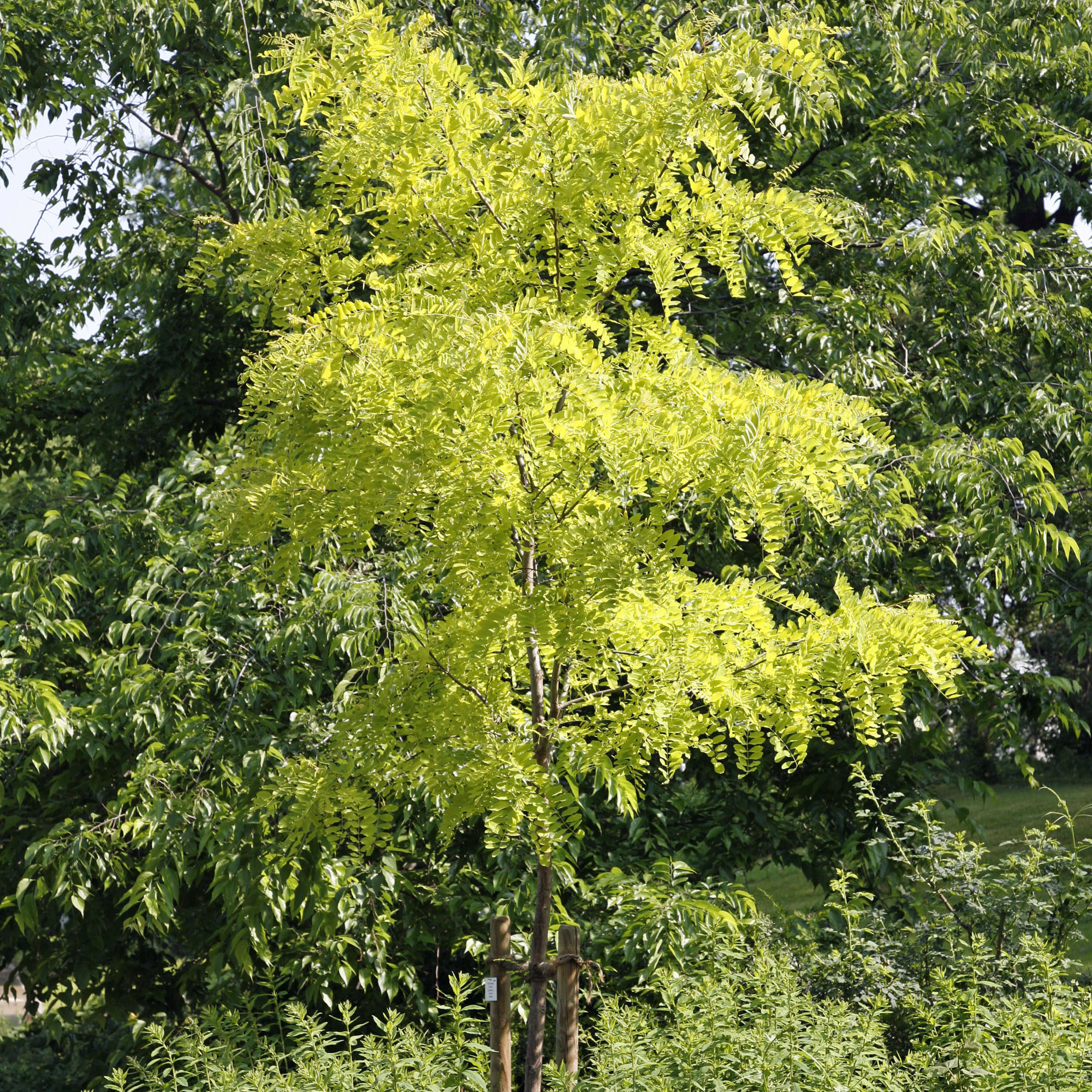 Planting honey locust, Tree care tips, Enhancing landscapes, Nature's contribution, 2000x2000 HD Phone