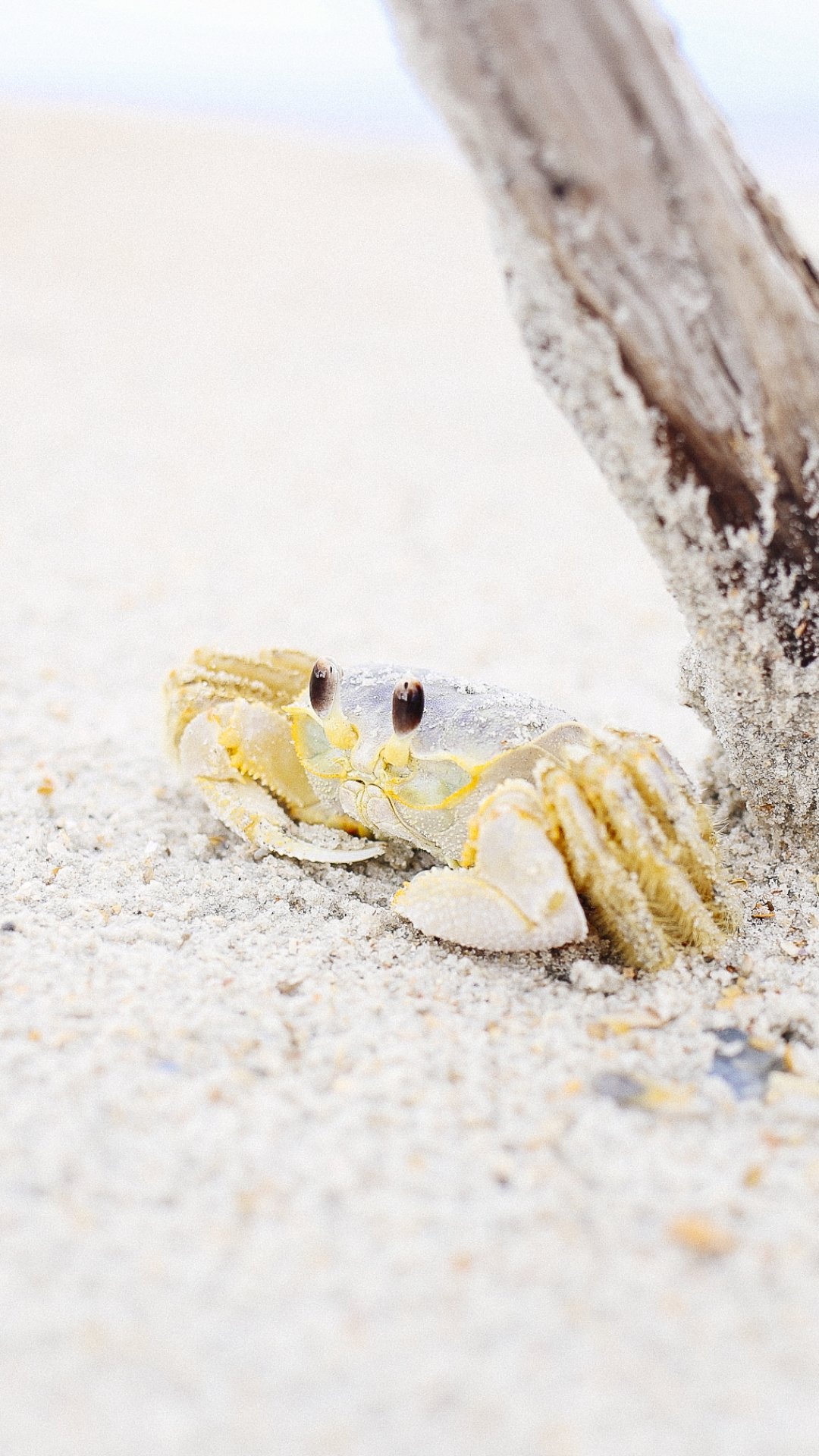 Crab: Animals, Are omnivorous and feed predominantly on algae. 1080x1920 Full HD Wallpaper.