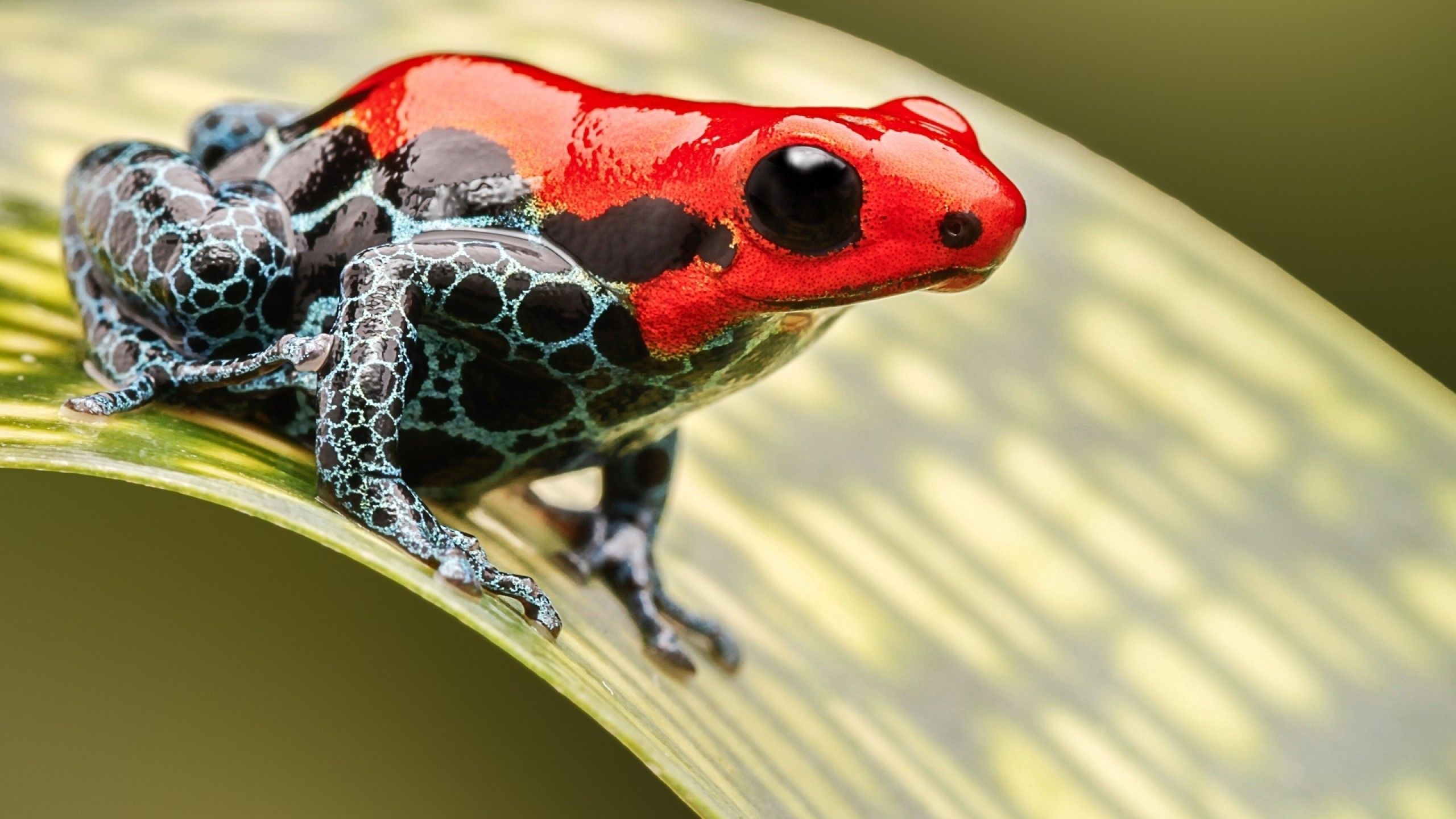 Poison dart frogs wallpapers, Colorful amphibians, Wallpaper collection, Animal photography, 2560x1440 HD Desktop
