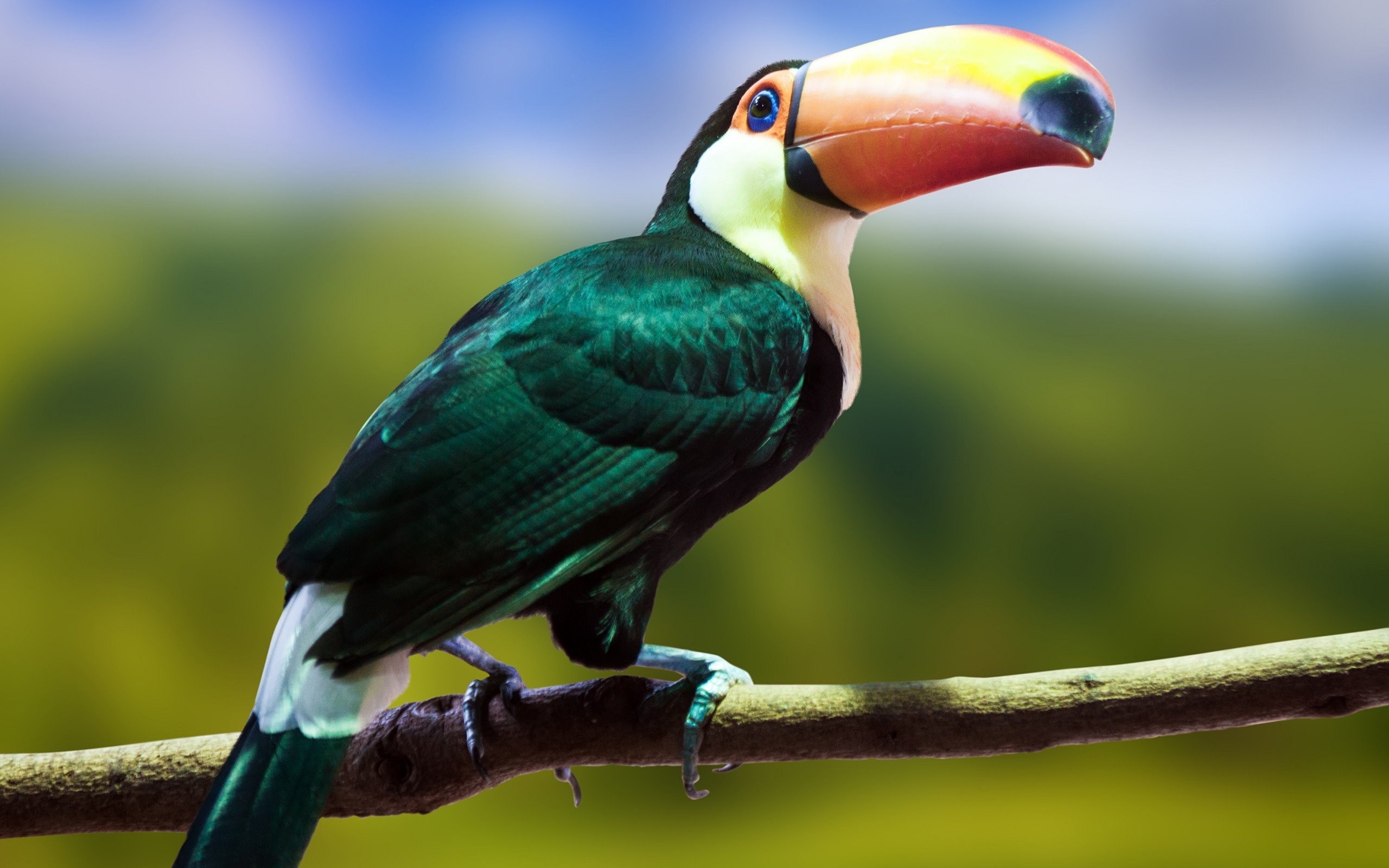 Toucan, Toucan wallpapers HD, Free image download, High definition backgrounds, 2560x1600 HD Desktop