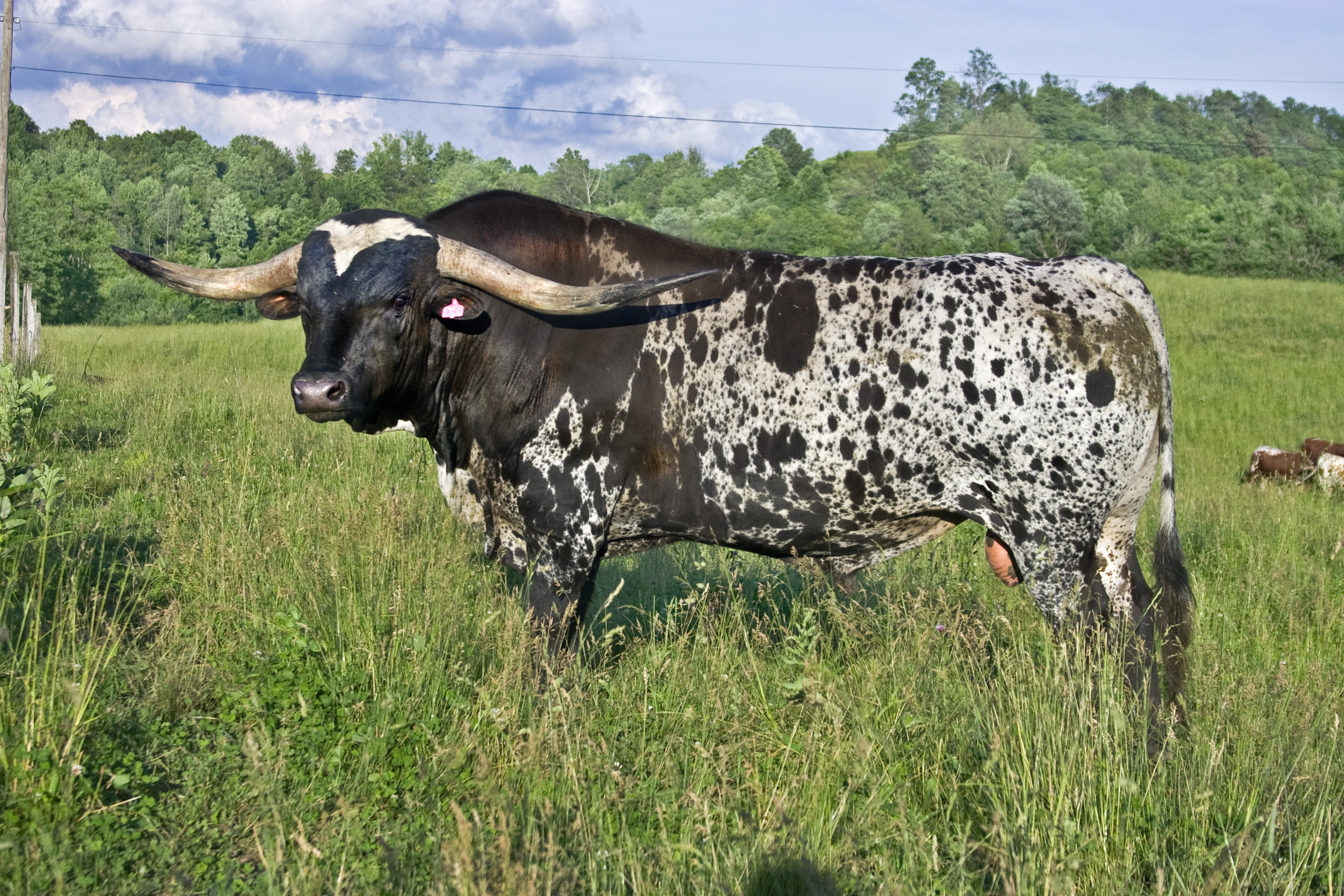 High res U 2393, Longhorn cattle wallpaper, Cattle wallpaper, Longhorn wallpaper, 3080x2050 HD Desktop