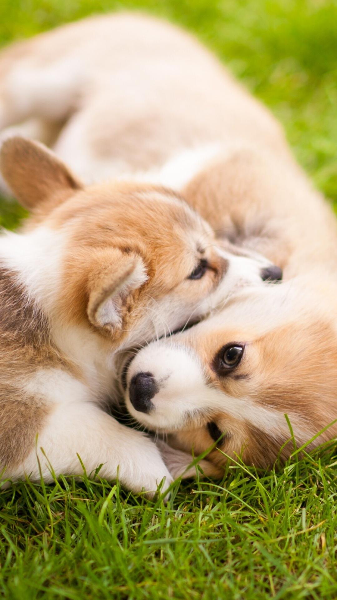 Corgi: Puppies, The dogs are among the oldest of all British breeds. 1080x1920 Full HD Background.