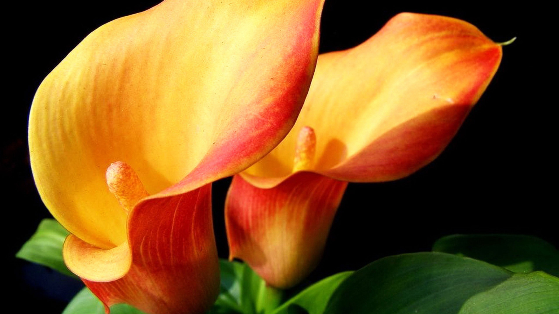 Calla Lily: Species are poisonous due to the presence of calcium oxalate crystals in the form of raphides. 1920x1080 Full HD Wallpaper.