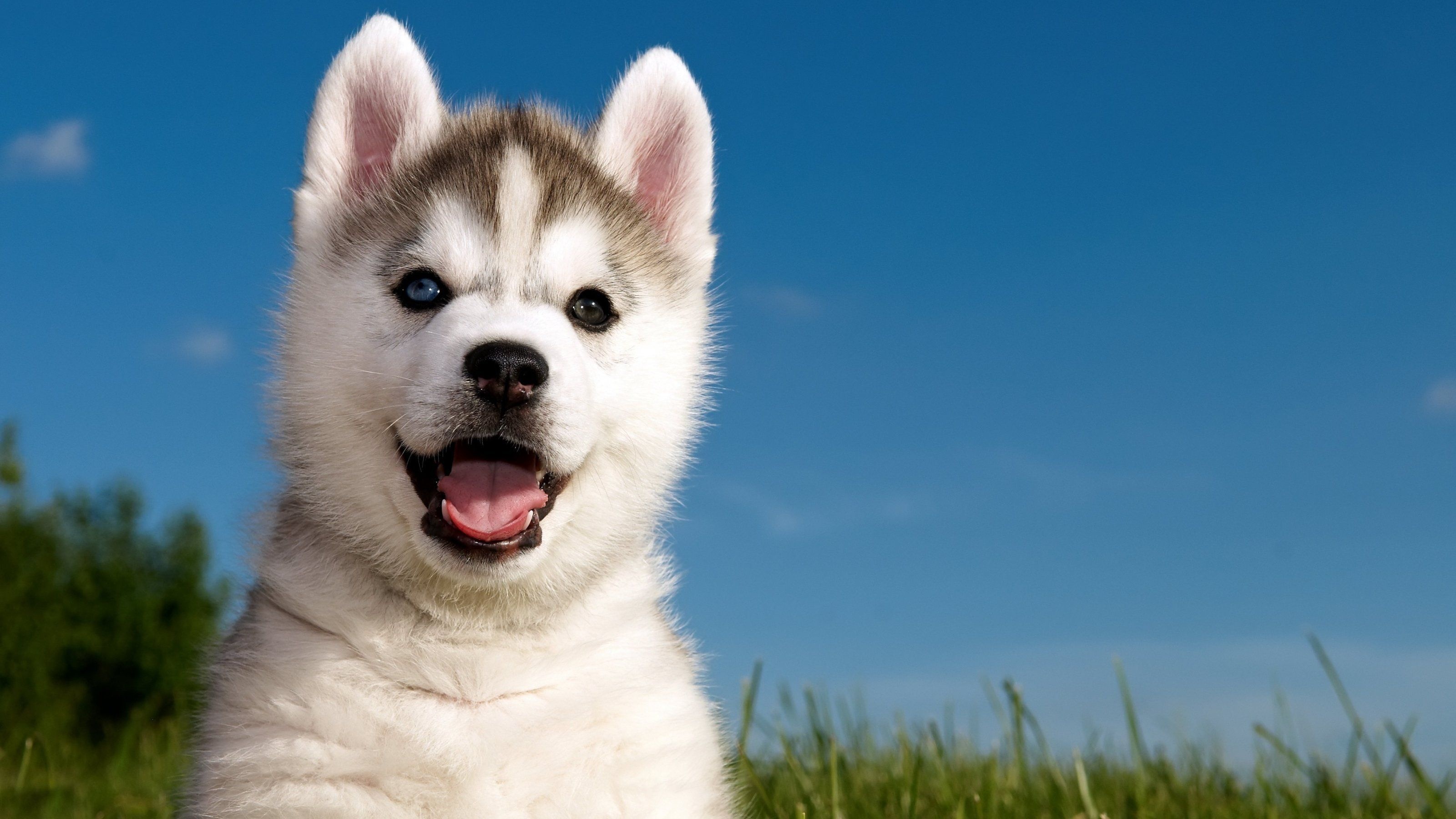 Cute huskies, Adorable and fluffy, Playful companions, Endless happiness, 3200x1800 HD Desktop