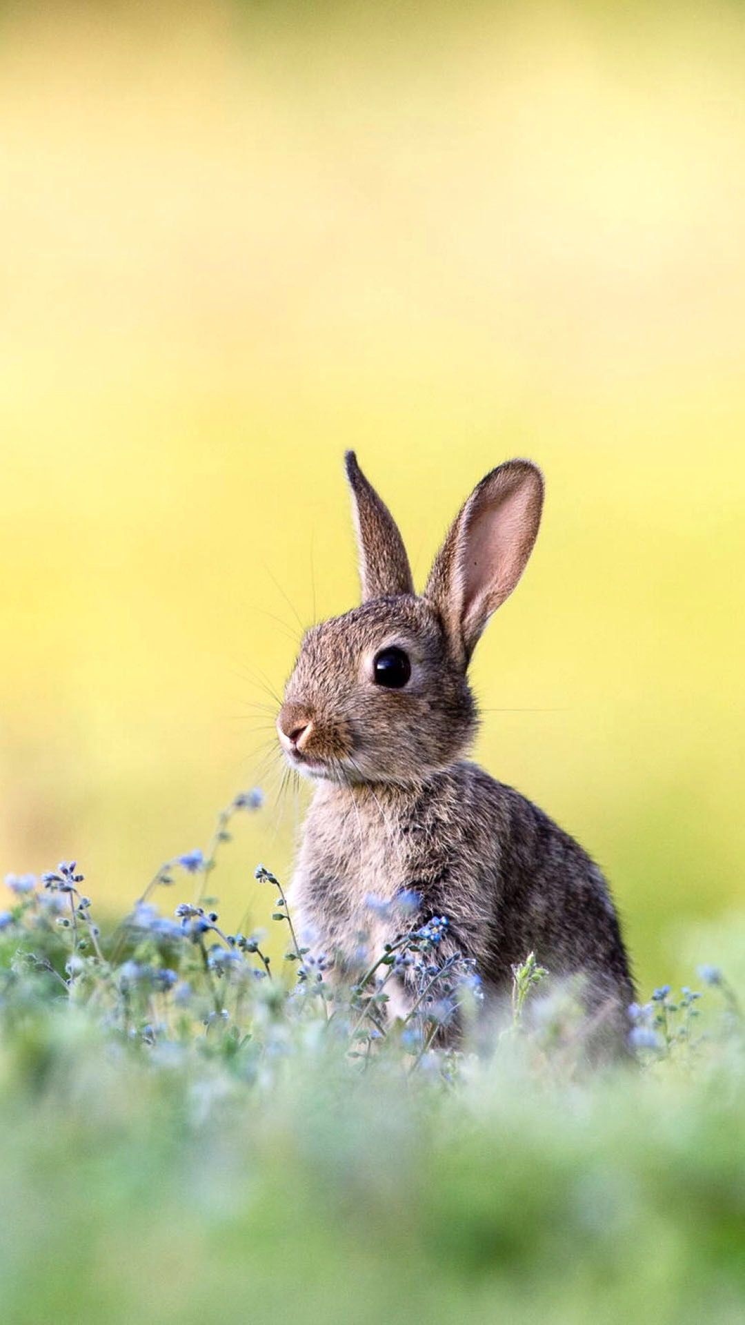 Bunny: Small, furry mammals usually known for their ears and reproductive capability. 1080x1920 Full HD Wallpaper.