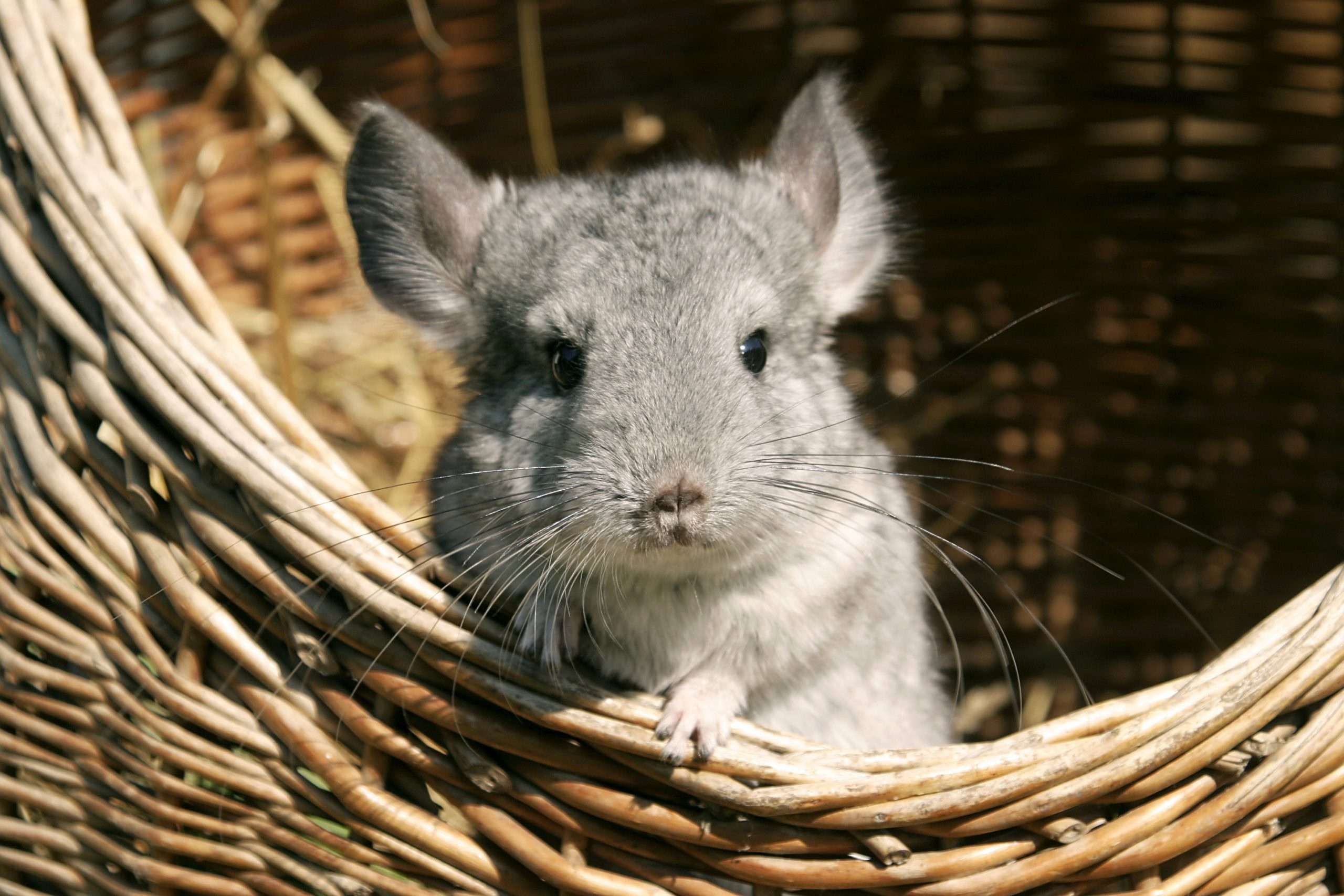 Chinchilla, Small rodent, Adorable pet, Fascinating facts, 2560x1710 HD Desktop