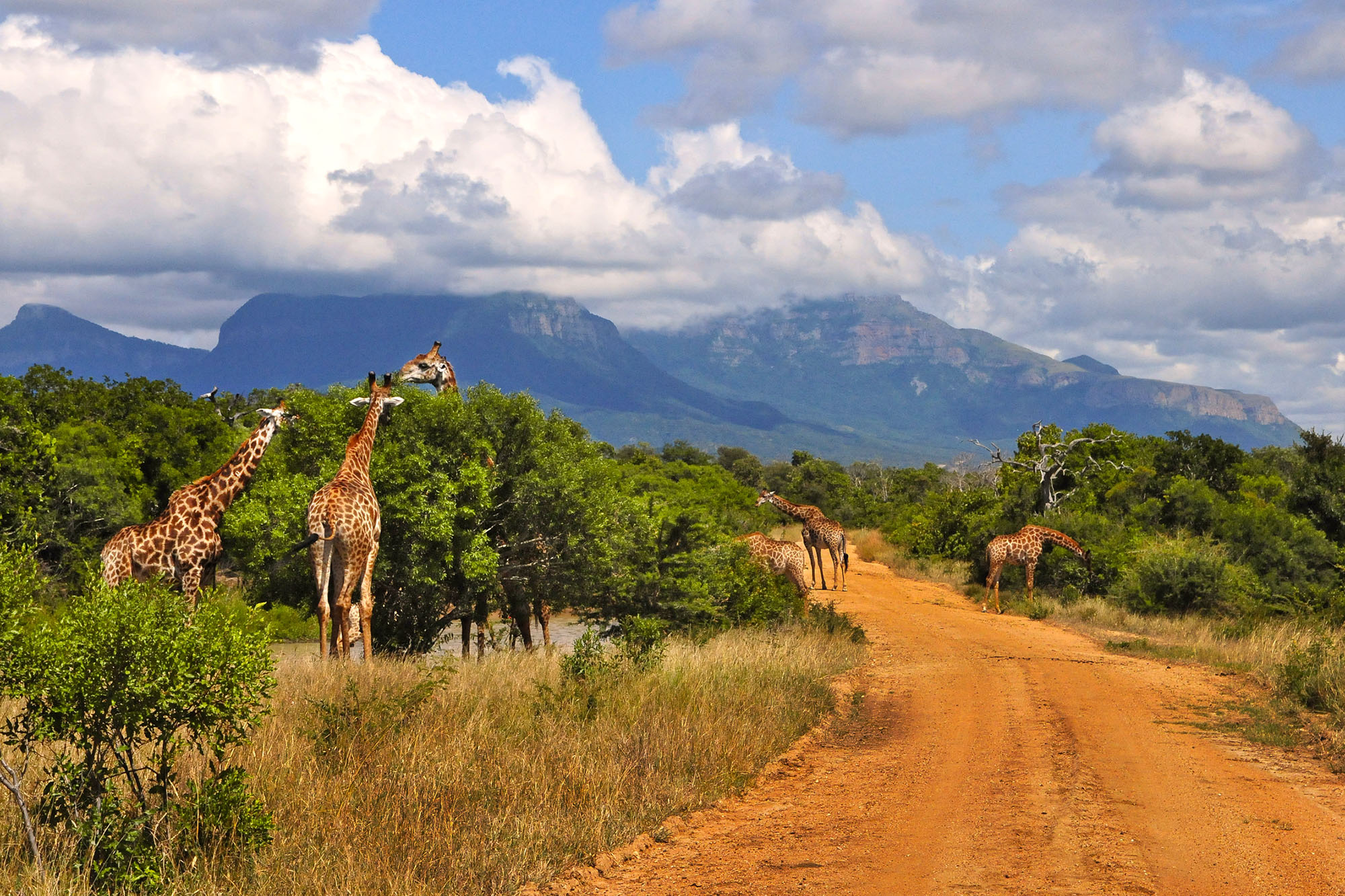 Kruger National Park, Must-see safari, Unforgettable wildlife encounters, 2000x1340 HD Desktop