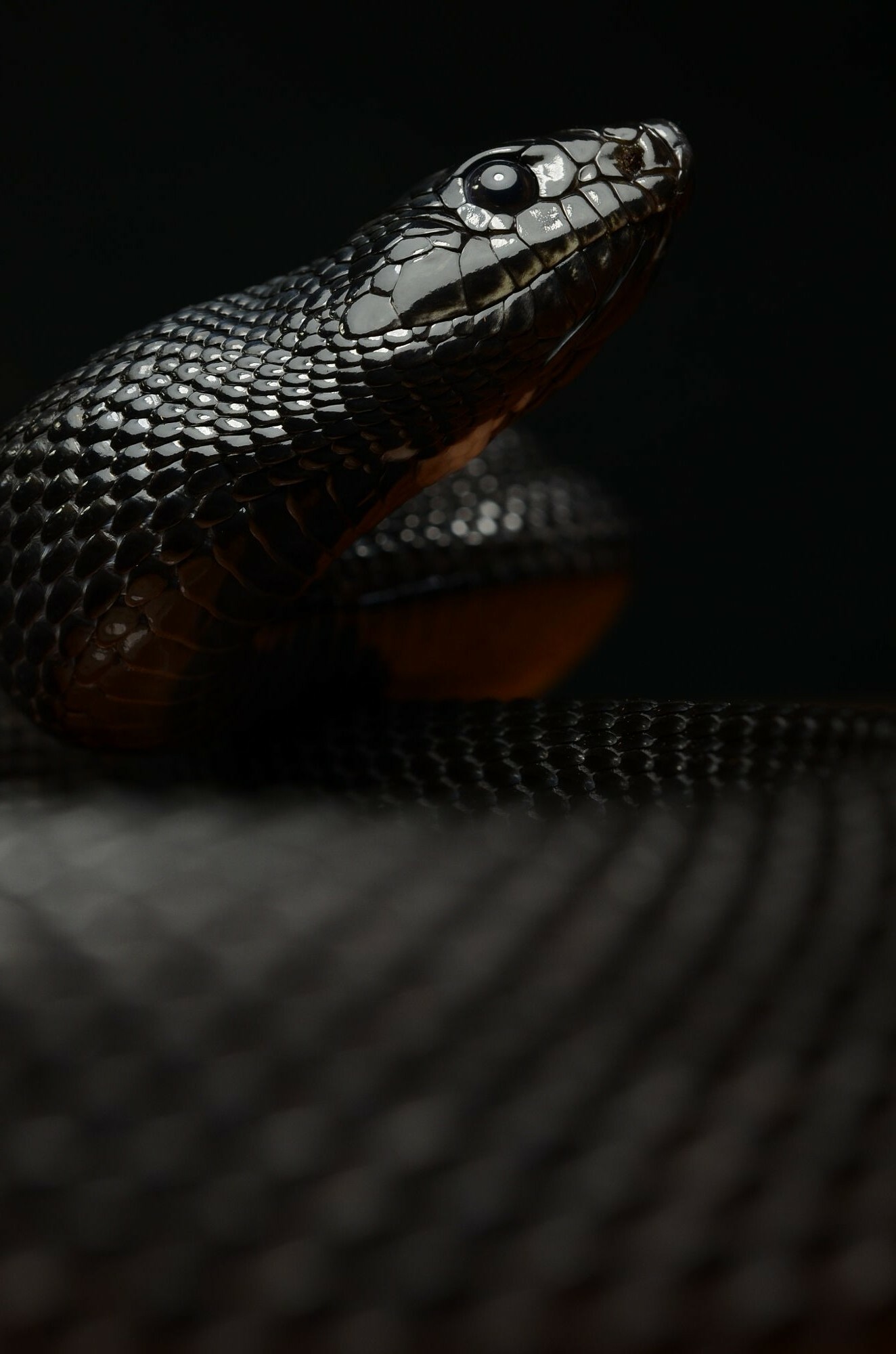 Snake: Reptiles, Species use specialized belly scales to travel, allowing them to grip surfaces. 1330x2000 HD Wallpaper.