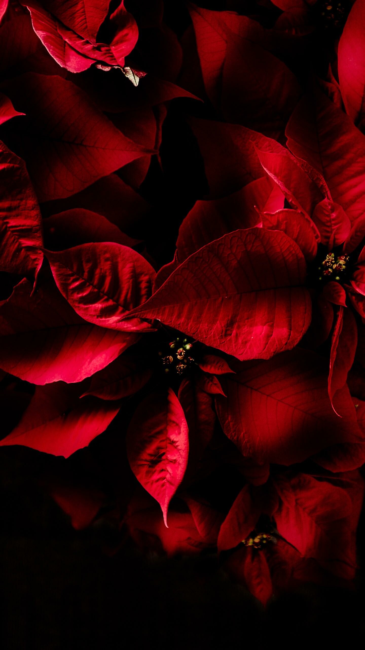 Poinsettia: Poinsettias are popular Christmas decorations in homes, churches, offices, and elsewhere across North America. 1440x2560 HD Background.