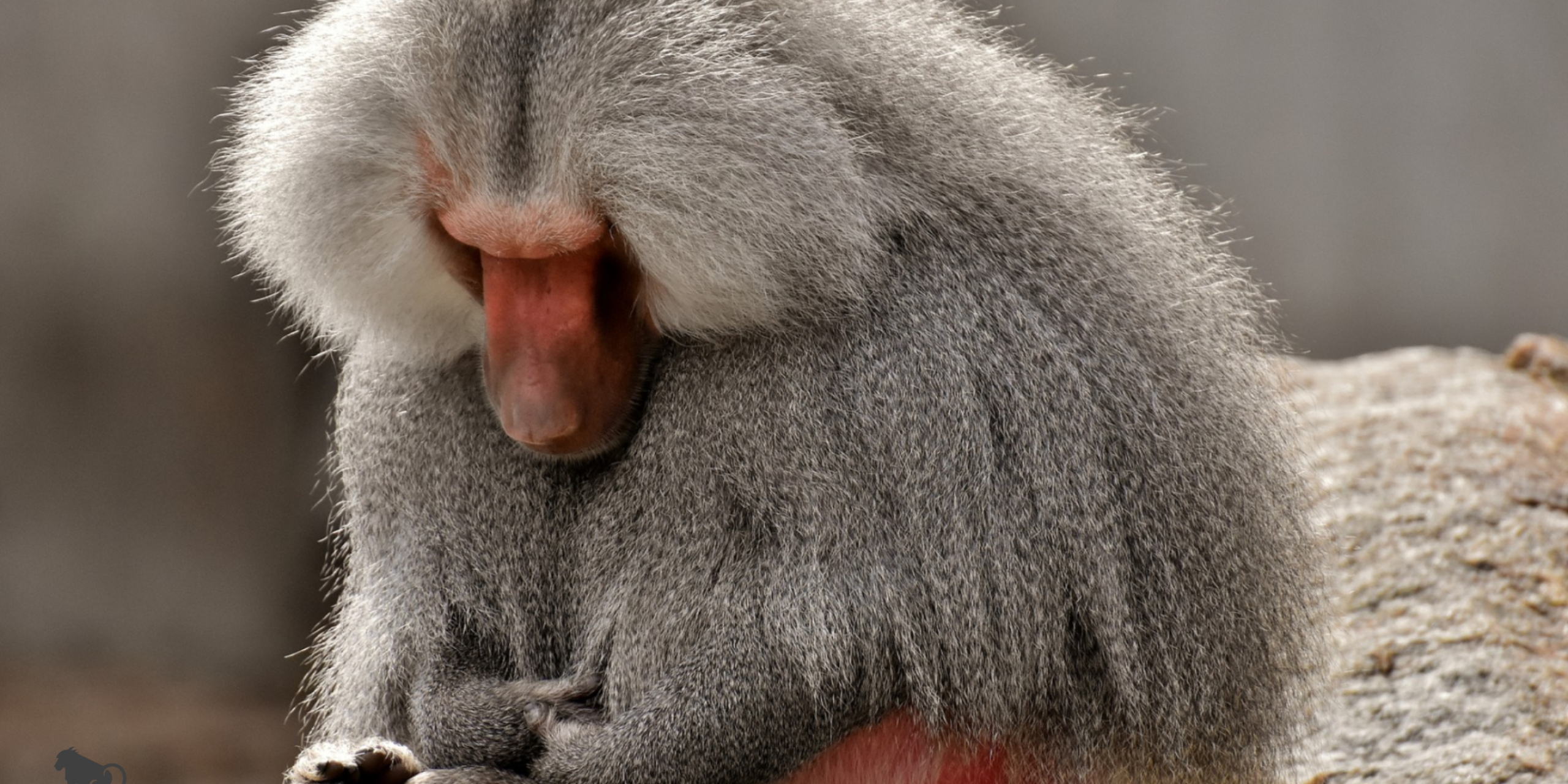 Baboon monkey wallpaper, Captivating shot, Primate beauty, Kde store image, 2560x1280 Dual Screen Desktop
