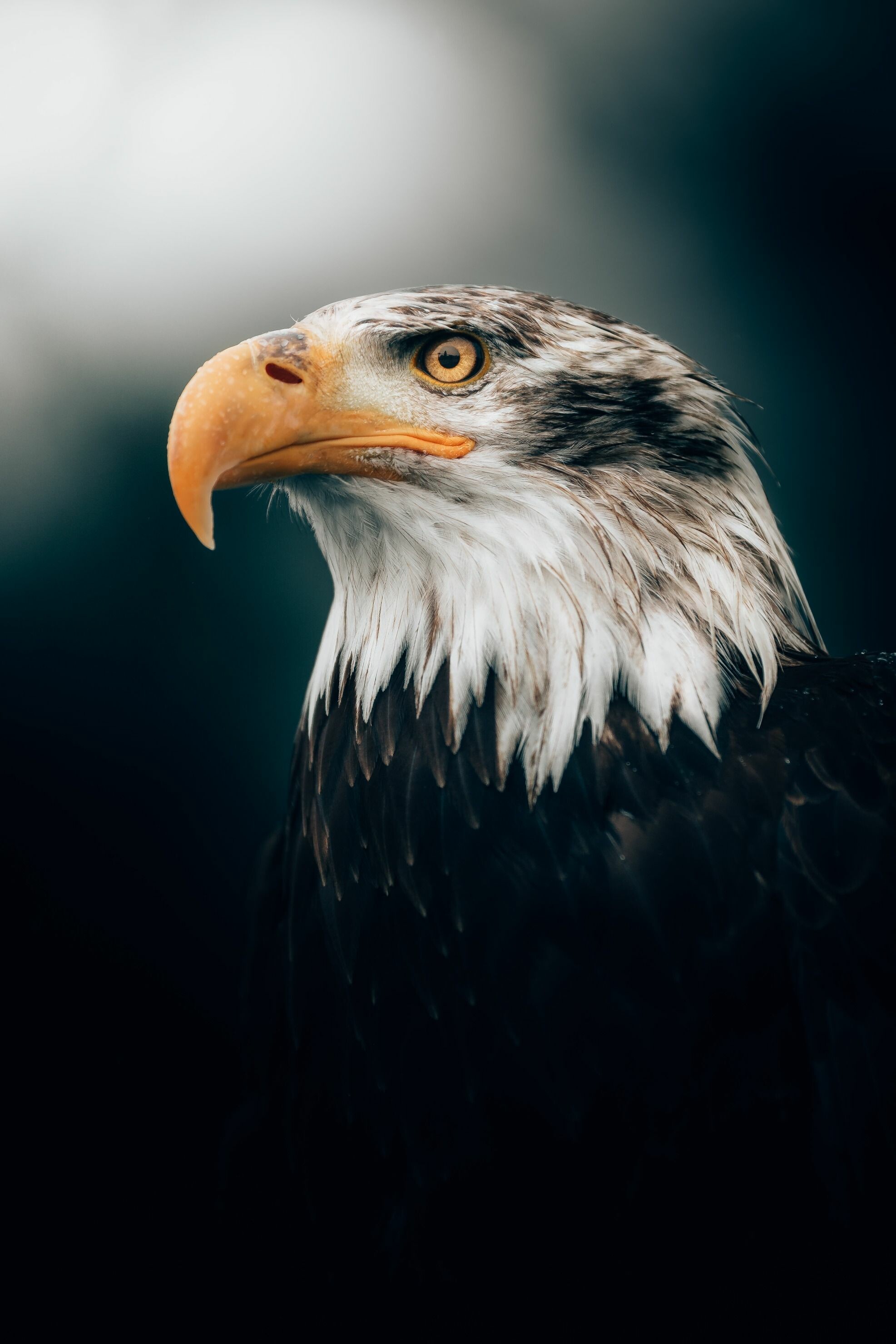 Eagle: In North America, bald eagles and golden eagles are very common. 1980x2960 HD Background.