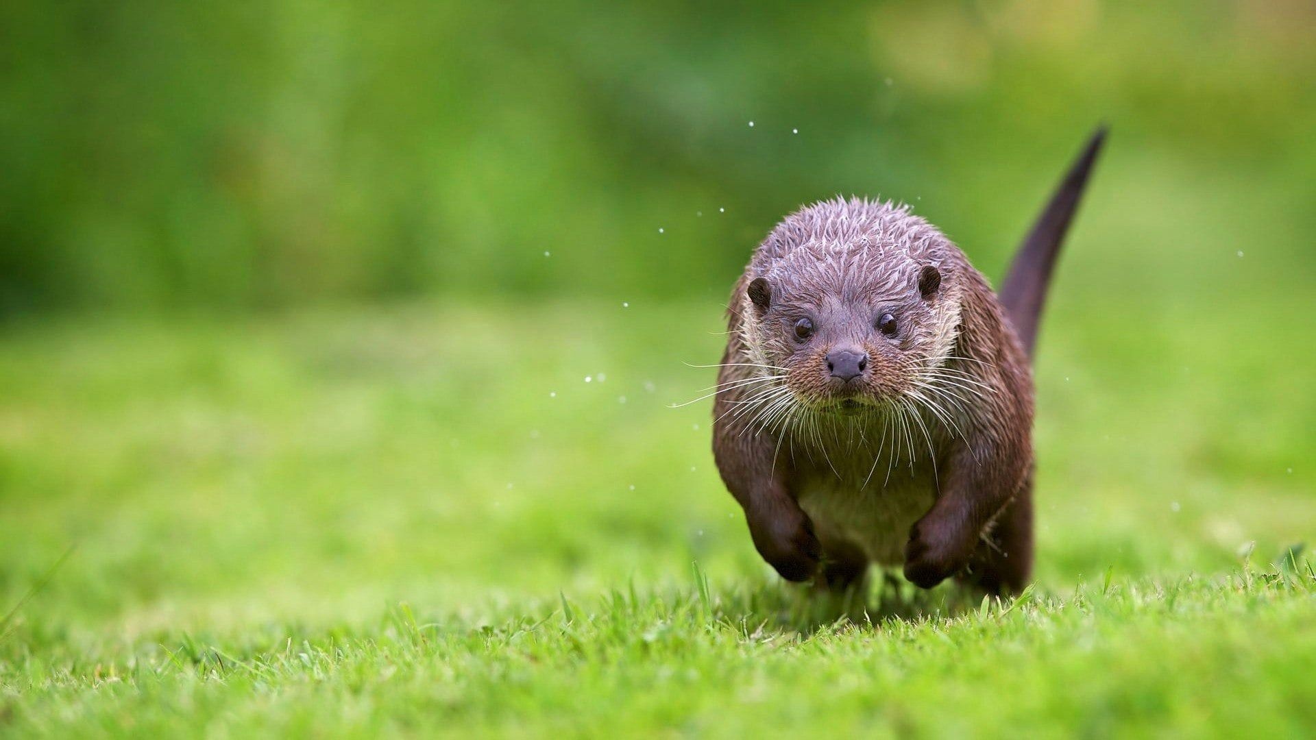 HD otter wallpapers, Stunning wildlife portraits, Nature's acrobats, Admire their agility, 1920x1080 Full HD Desktop
