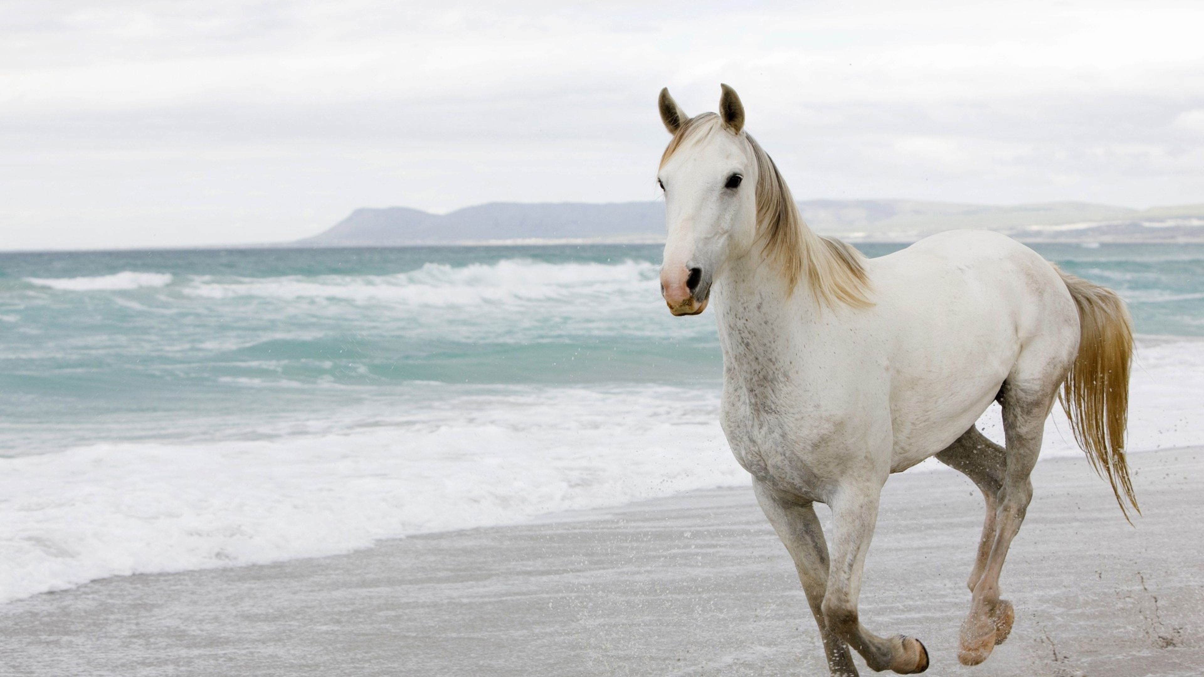 Horse: Equus ferus caballus, A domesticated, one-toed, hoofed mammal. 3840x2160 4K Background.