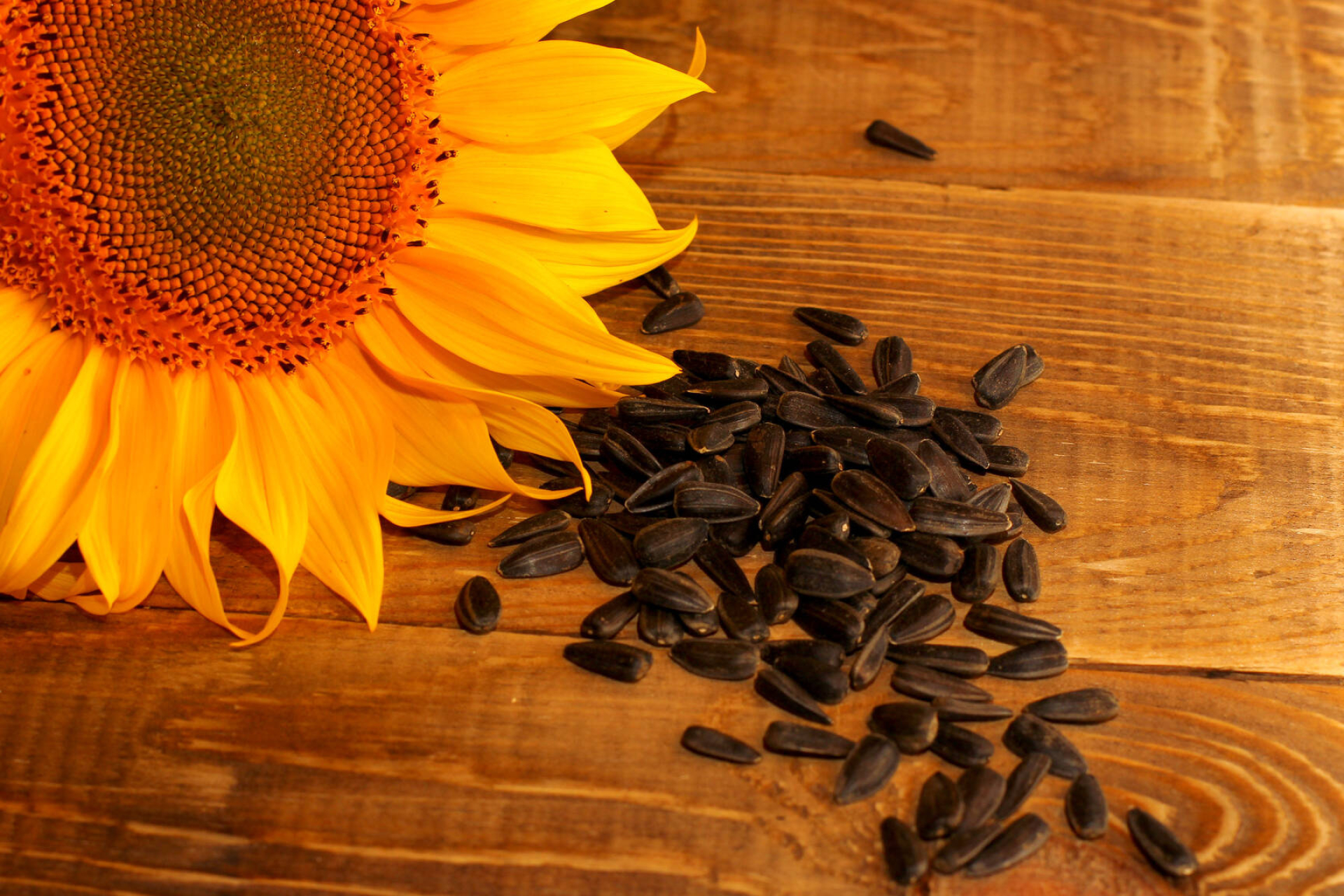 Seeds: Sunflower, Whole seed with hull. 1920x1280 HD Background.