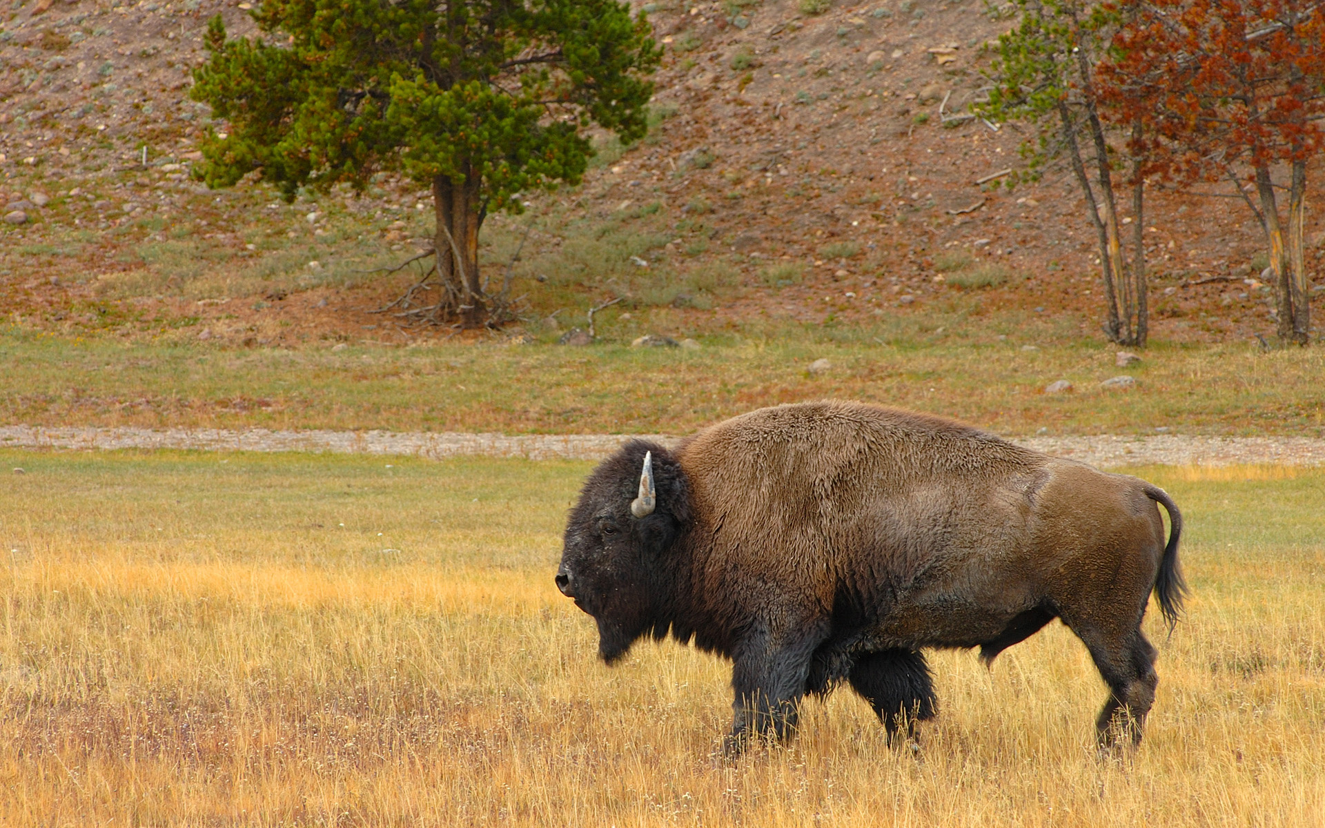 Yellowstone National Park, Iconic bison, Wildlife in motion, Majestic creatures, 1920x1200 HD Desktop