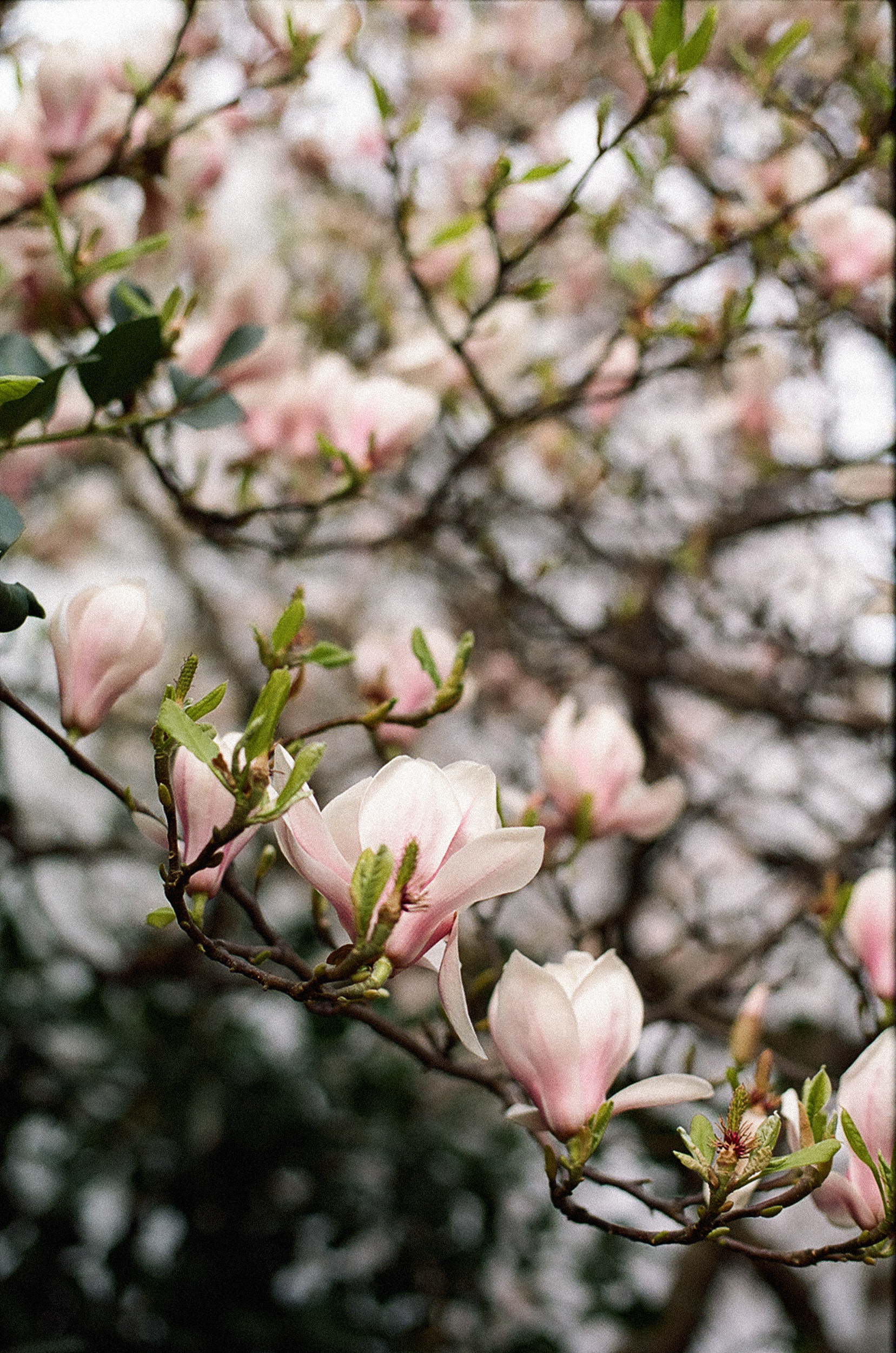 Stunning magnolia, Impressive collection, Free download, Pexels stock photos, 1660x2500 HD Handy