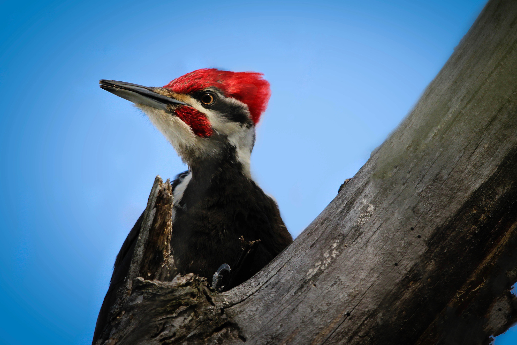 Brain damage in woodpeckers, Potential health risks, Birdwatching insights, Nature's protectors, 2000x1340 HD Desktop
