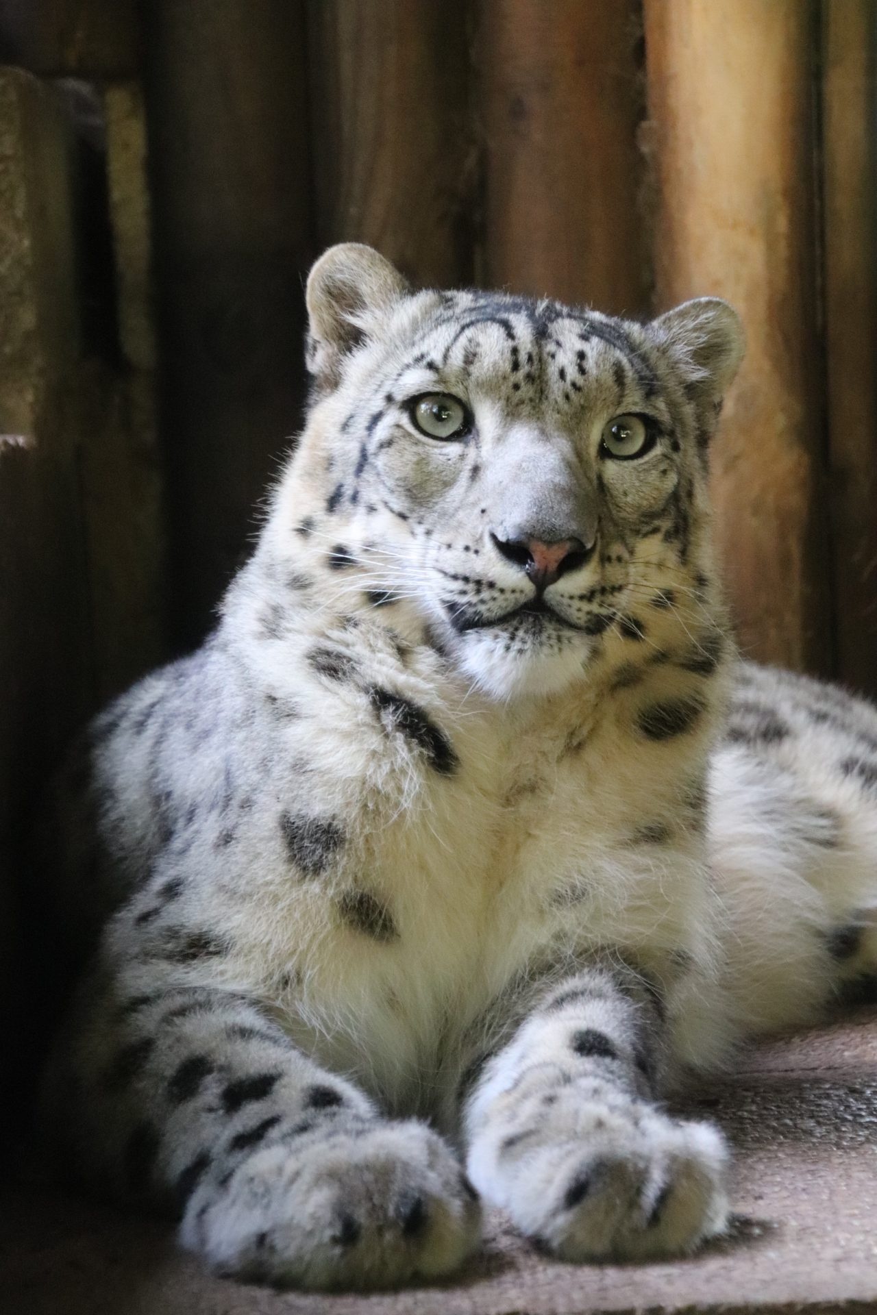 Snow Leopard, Makalu, Dudley Zoo, 1280x1920 HD Handy