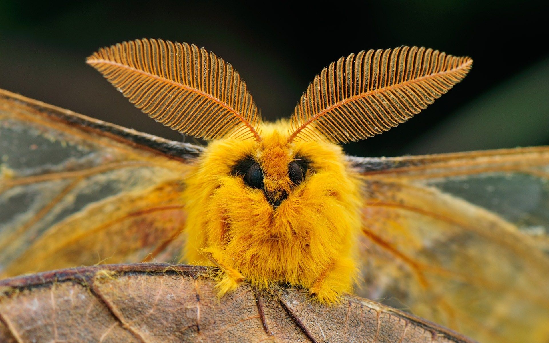 Silk moth, Poodle moth, Cute moth, Weird animals, 1920x1200 HD Desktop