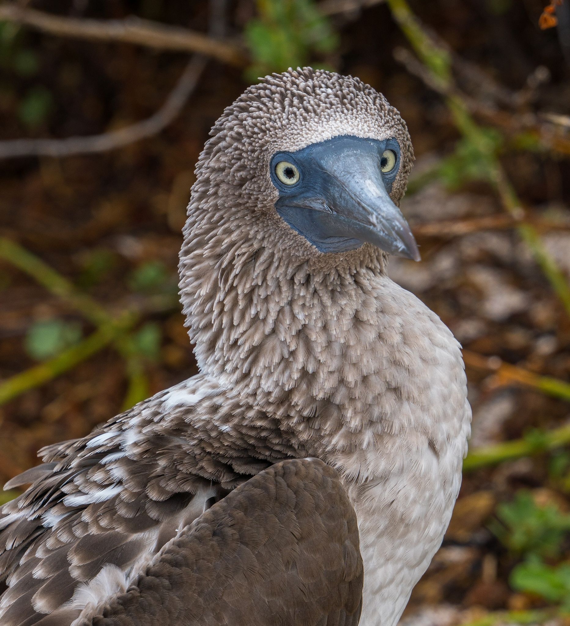Pin, Birds, Blue footed booby, Adorable, 1870x2050 HD Phone