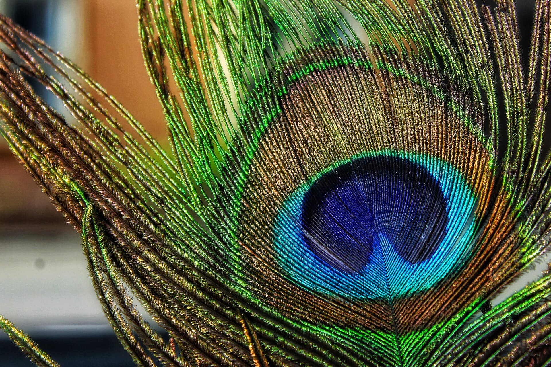 Peacock: Feathers, The Buddhist deity Mahamayuri is depicted seated on a Peafowl. 1920x1280 HD Wallpaper.