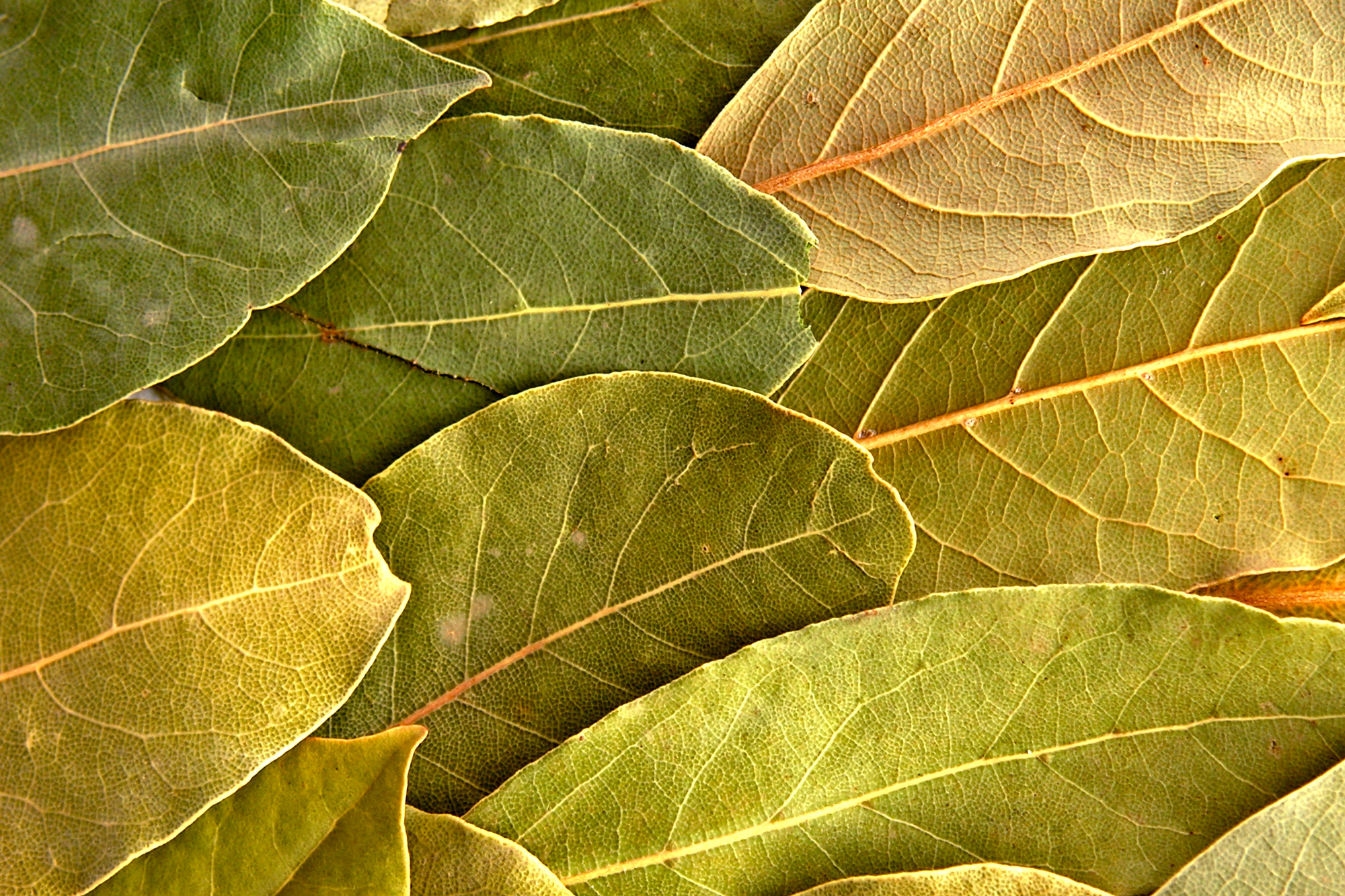 Bay leaves, Tej patta, India spice mart, 2000x1340 HD Desktop