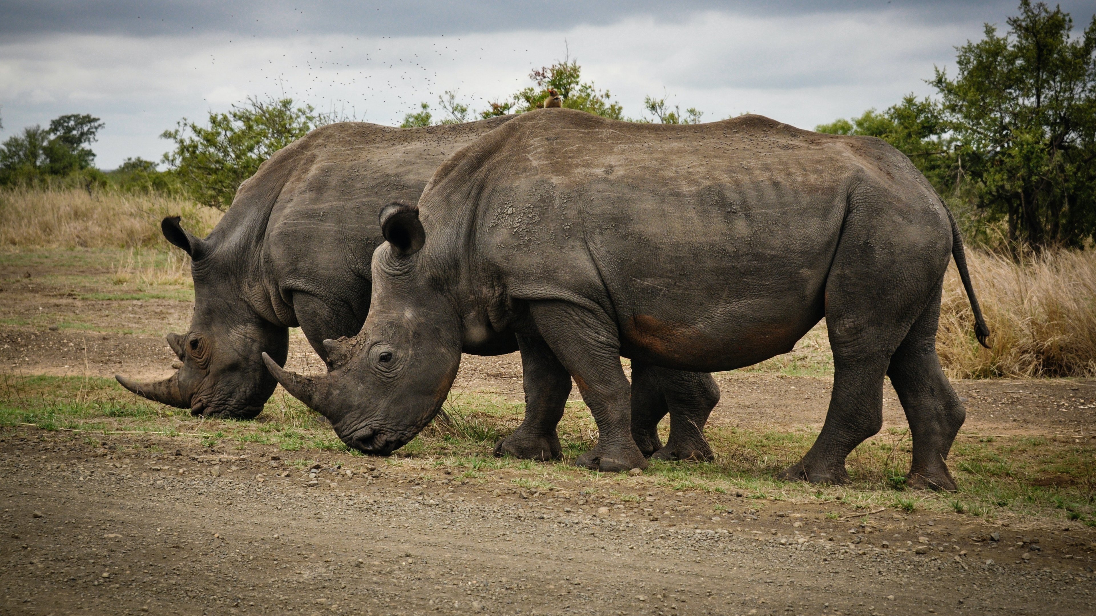 Rhino, Animals, Rhino Africa, Wildlife wonders, 3840x2160 4K Desktop