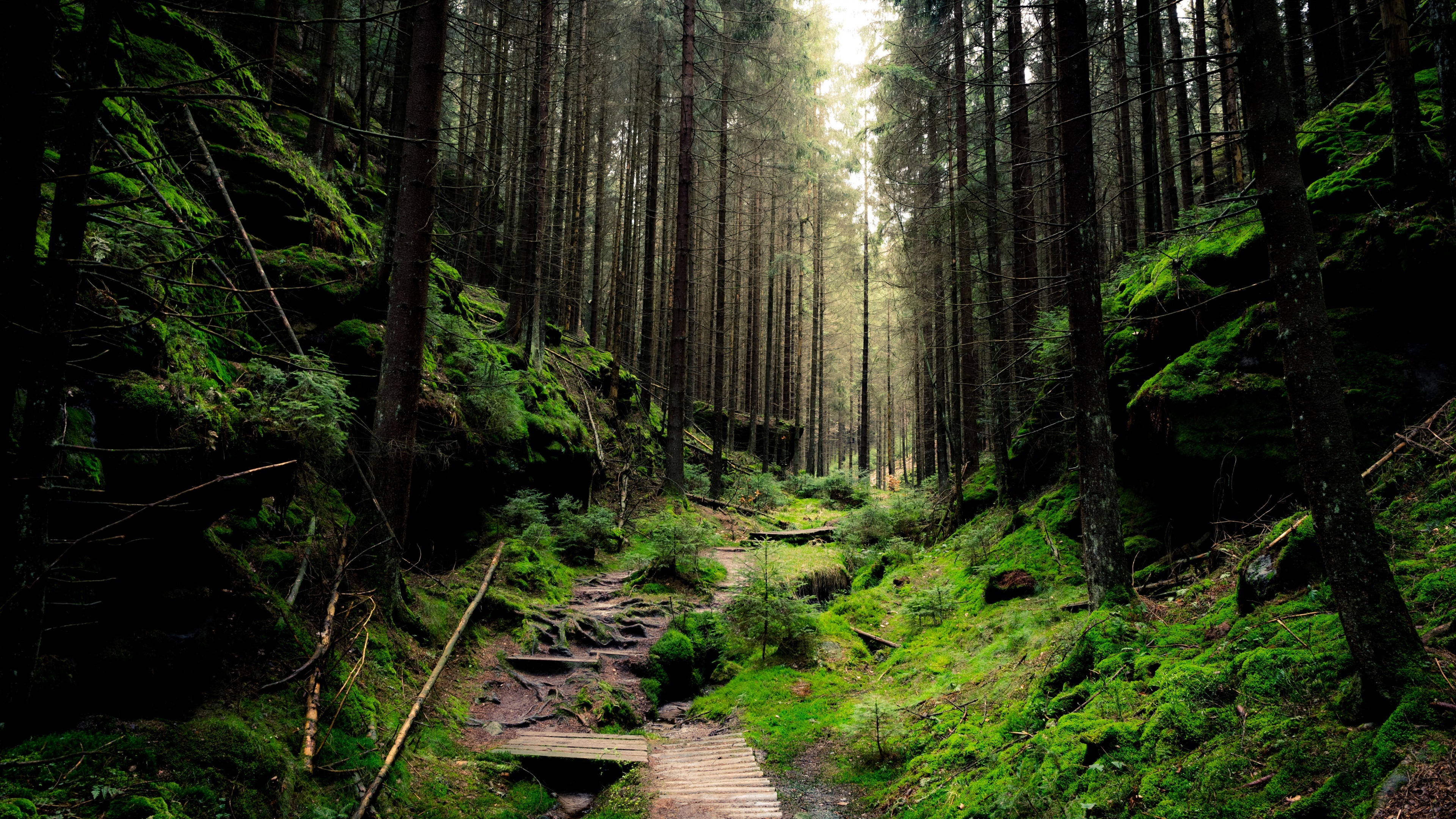 Green Forest: Saxon Switzerland National Park, West of Lauterbrunnen in the Bernese Highlands. 3840x2160 4K Wallpaper.